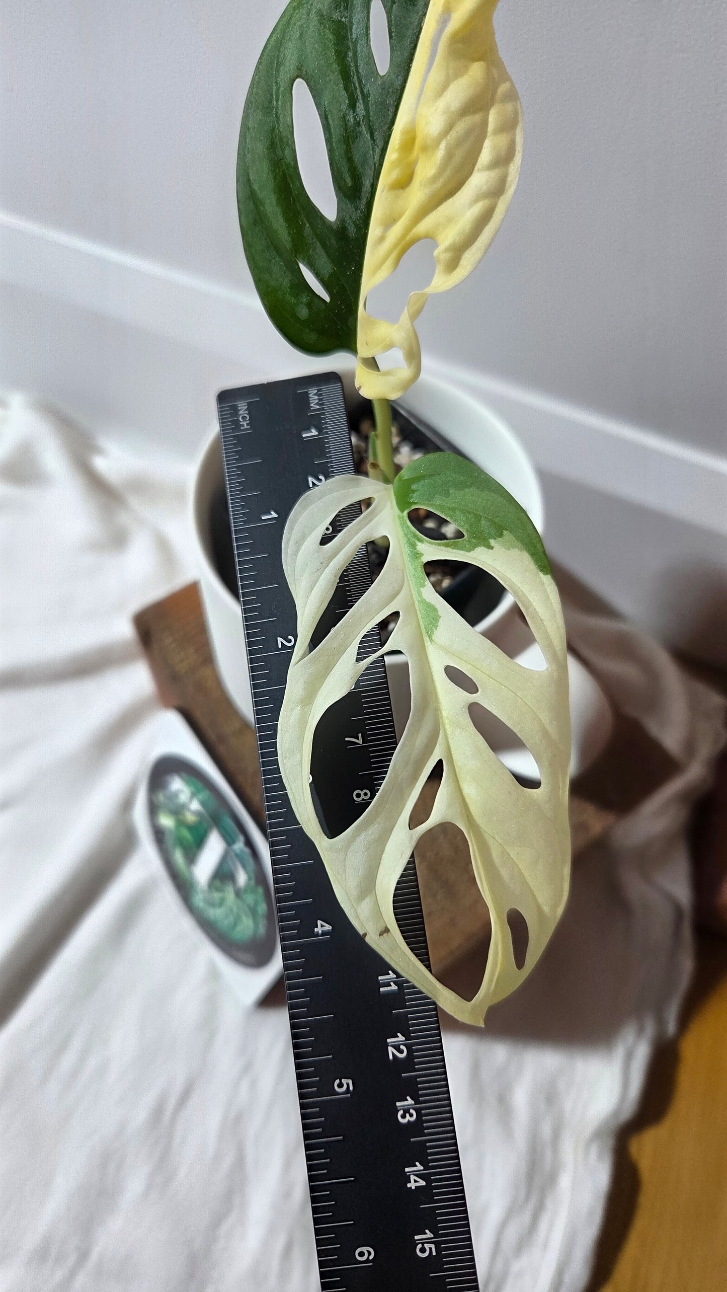 Monstera Andasonii Albo (MON-494)