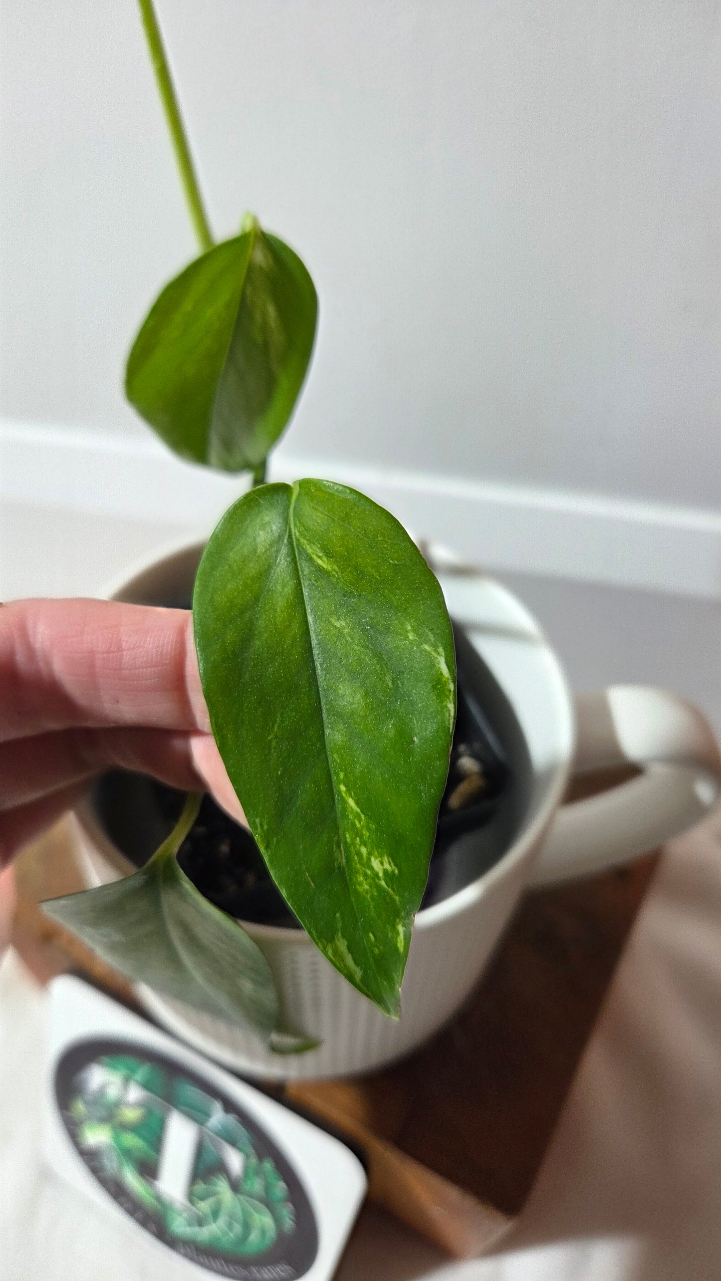 Epipremnum pinnatum Yellow Sunrise (EPI-233)