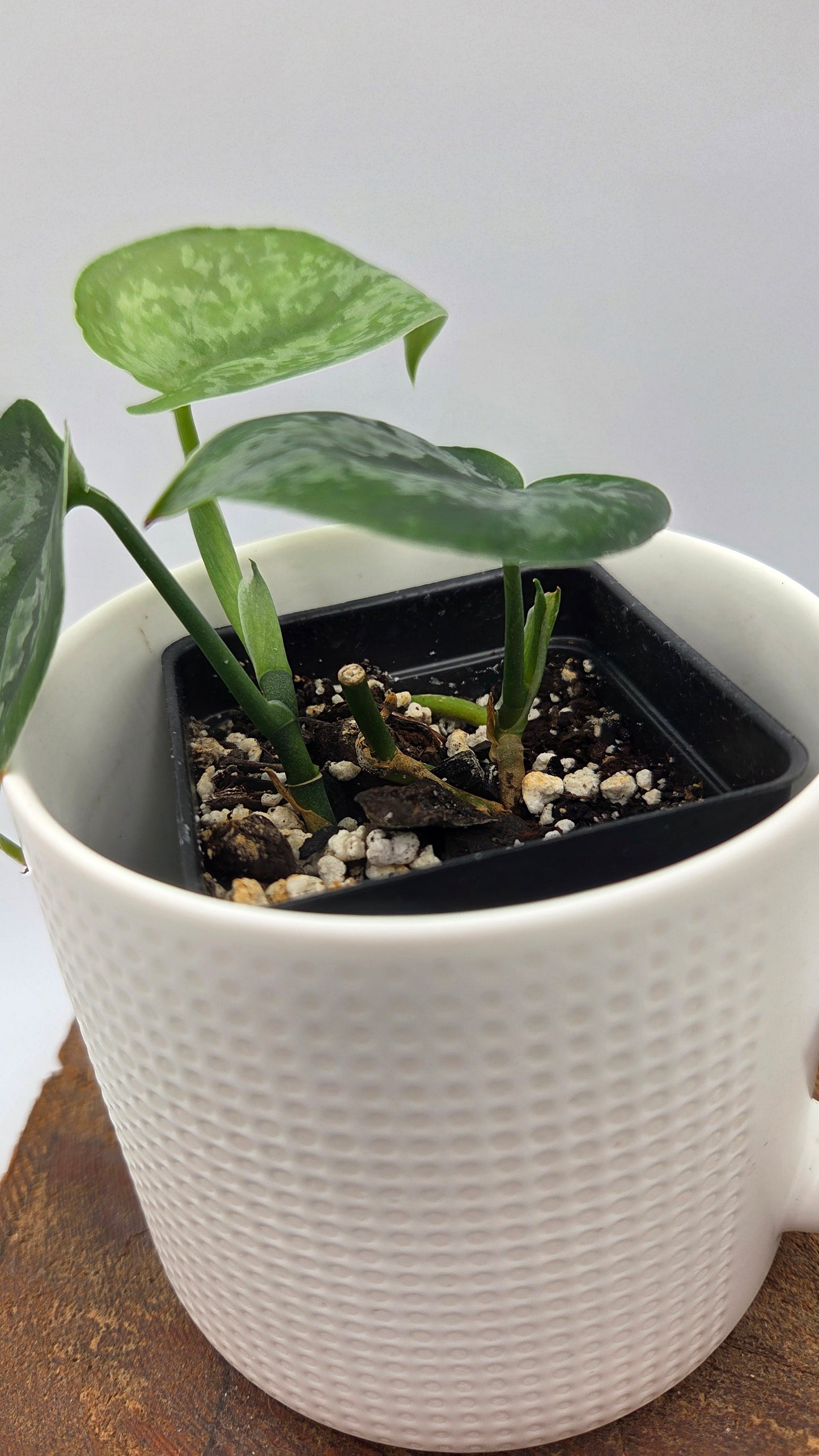 Scindapsus Dark Princess Tricolore (SCI-1109)
