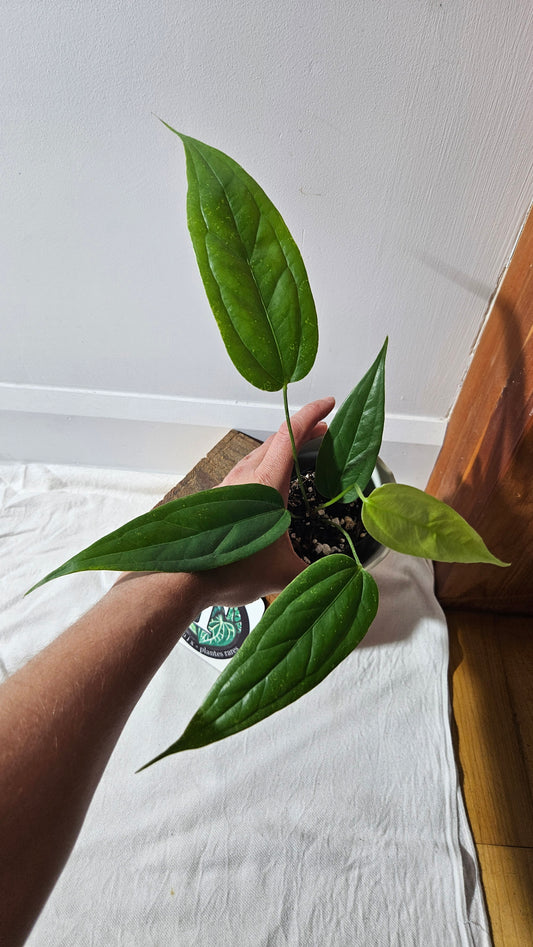 Anthurium Warocqueanum X Esmeraldas "format MOYEN"(ANT-428)