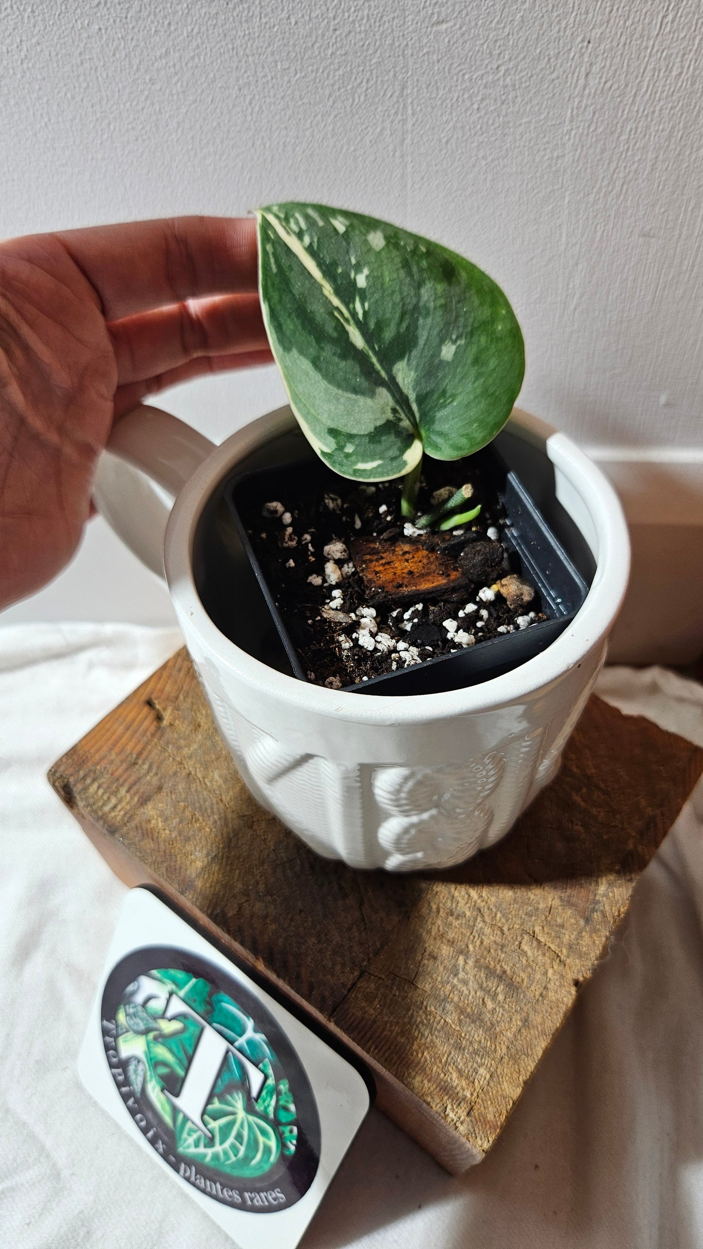 Scindapsus Bunaken (SCI-1182)