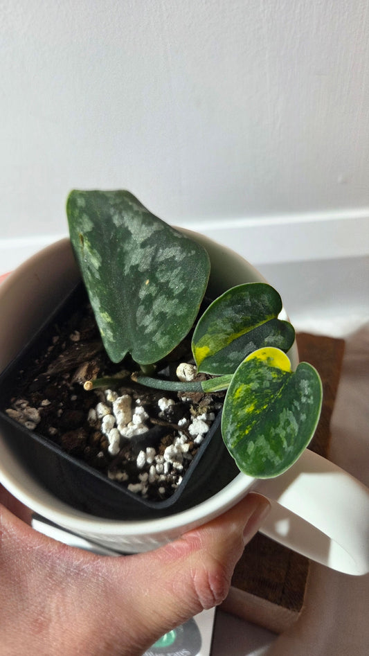 Scindapsus Green Diamond (SCI-1263)