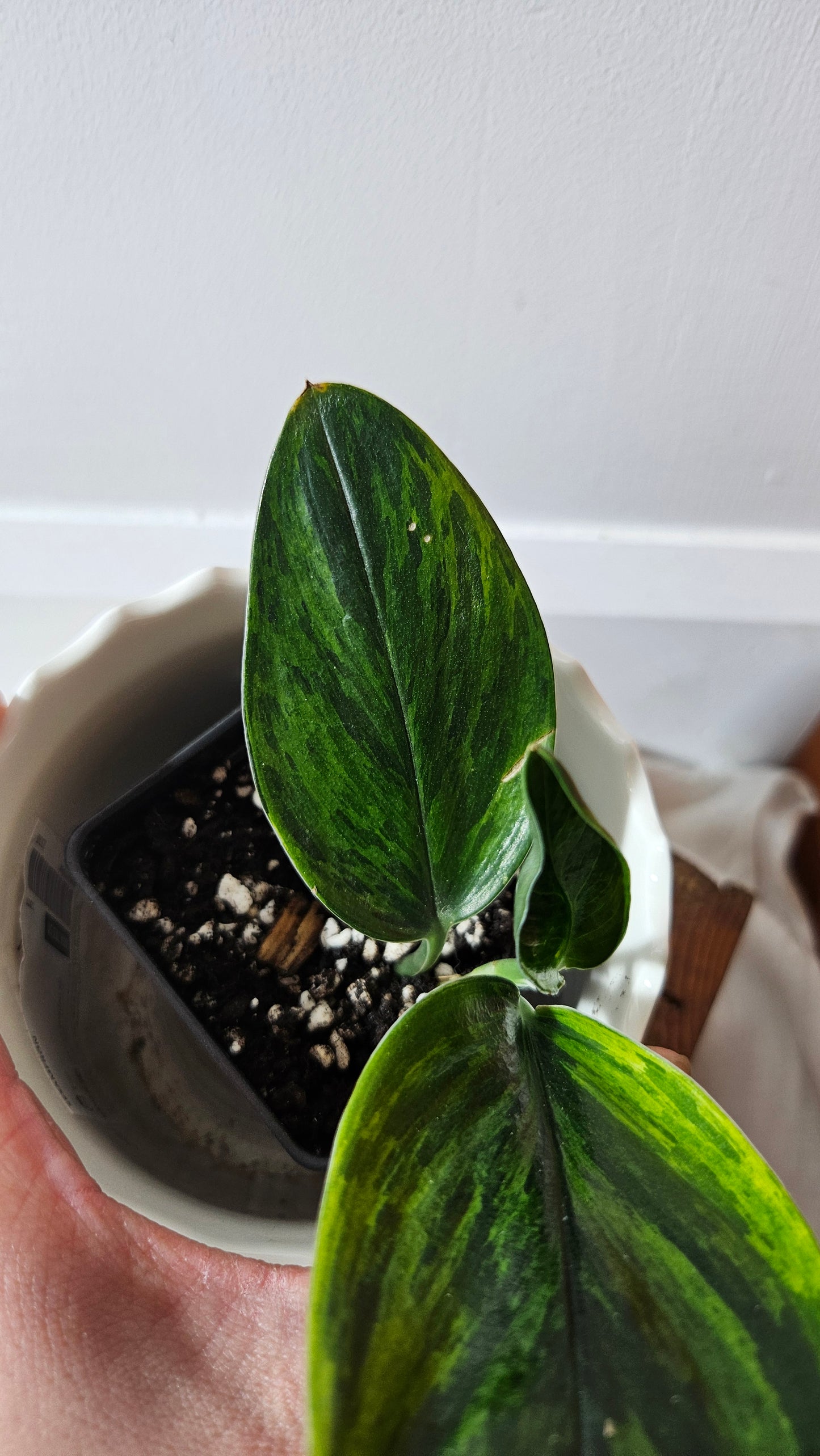 Scindapsus Treubii Dark Form Néon/Mutation (SCI-1009)