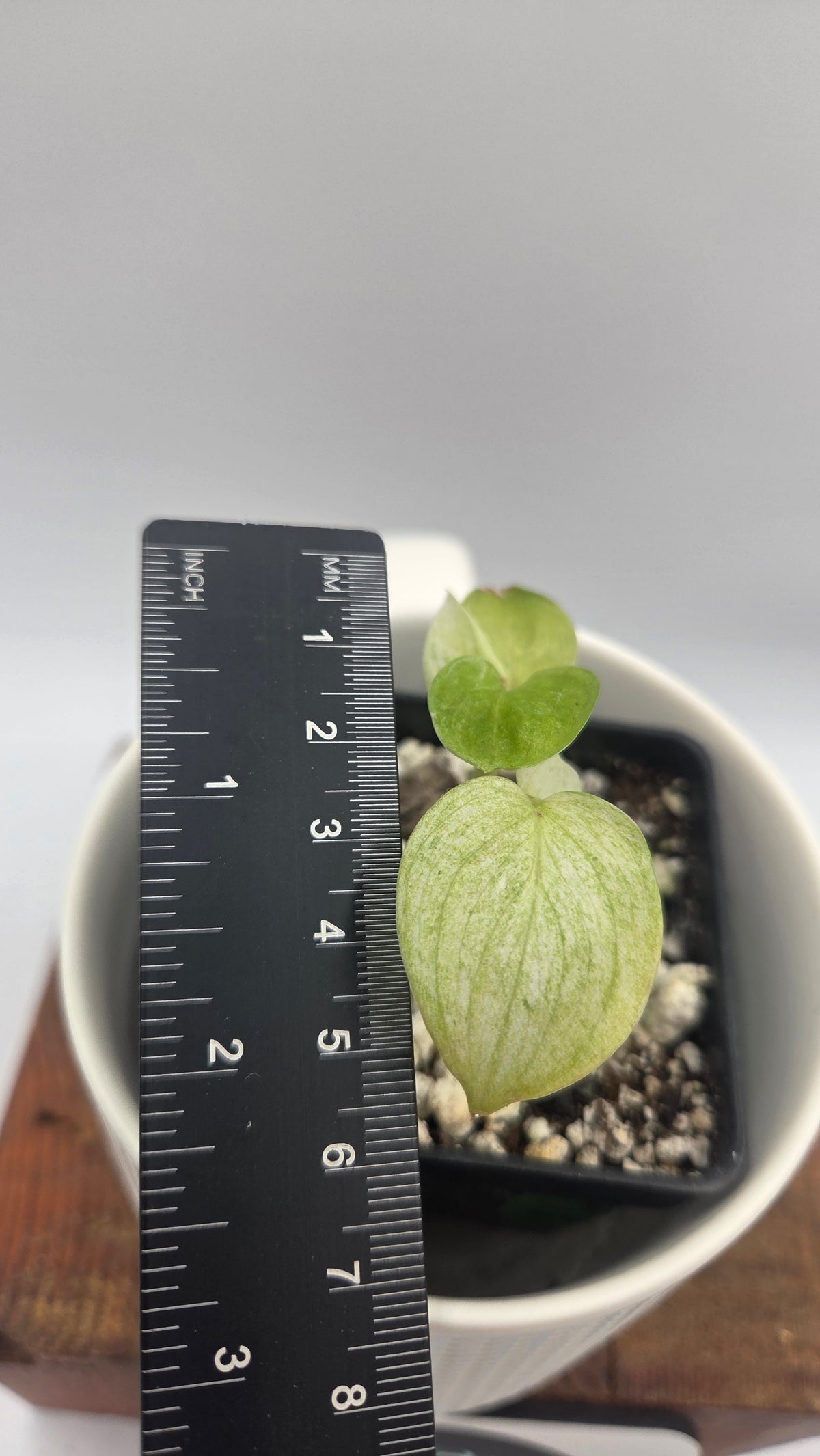 Scindapsus Hederaceus White Mint (SCI-1517)