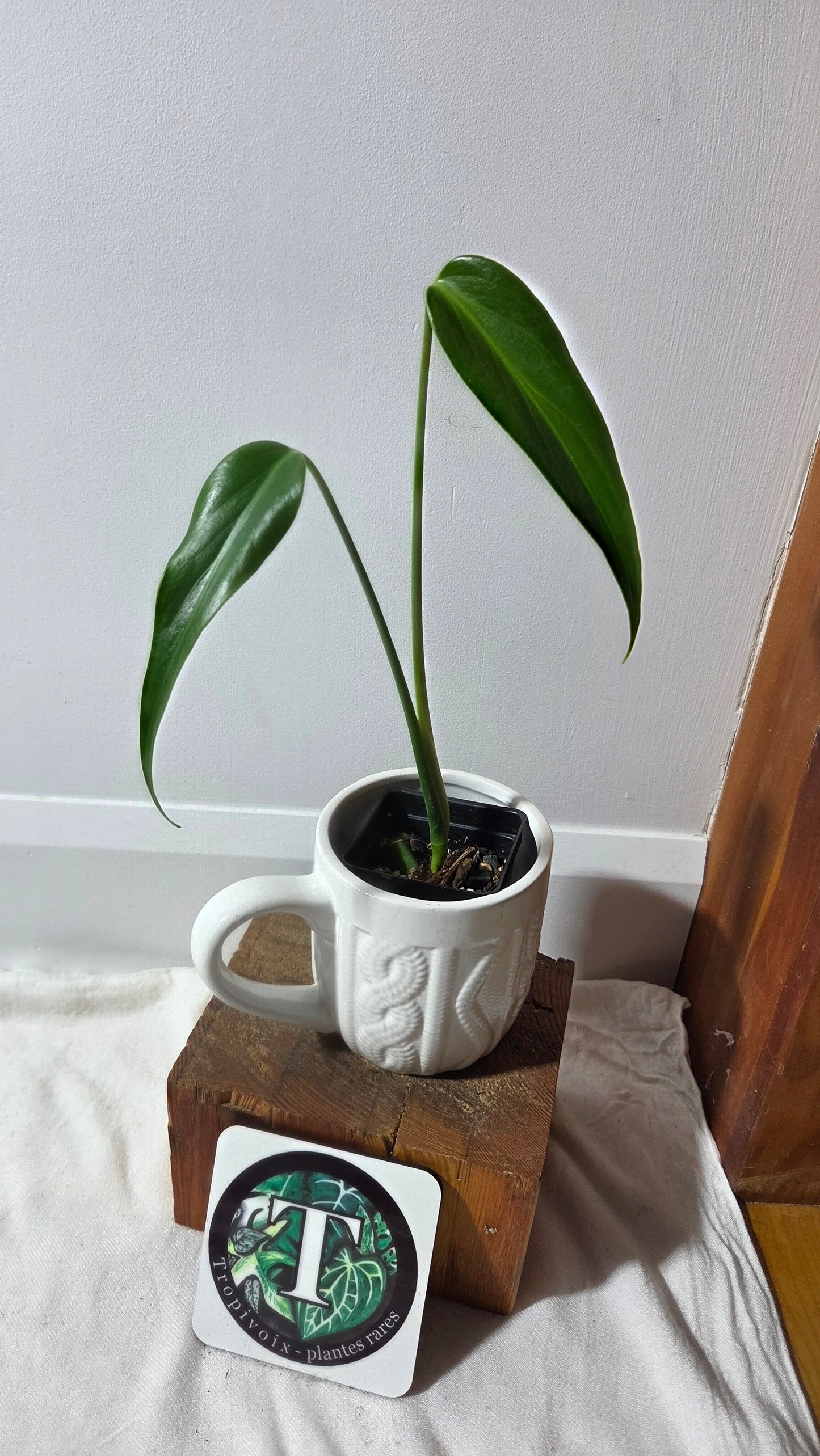 Monstera Burlemarx Flame/Dilacerata (MON-522)