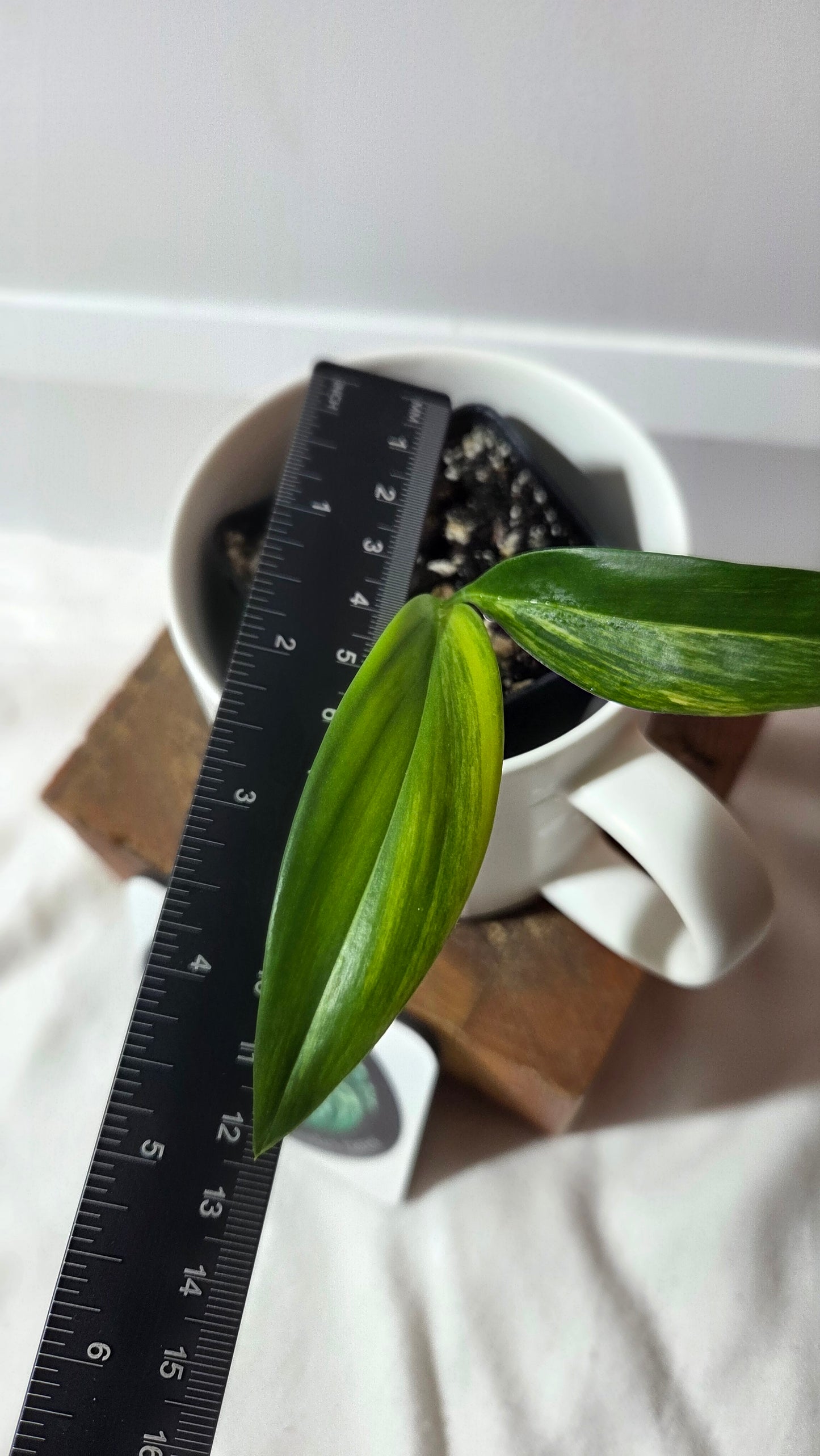 Epipremnum Amplissinum Variegata (EPI-231)