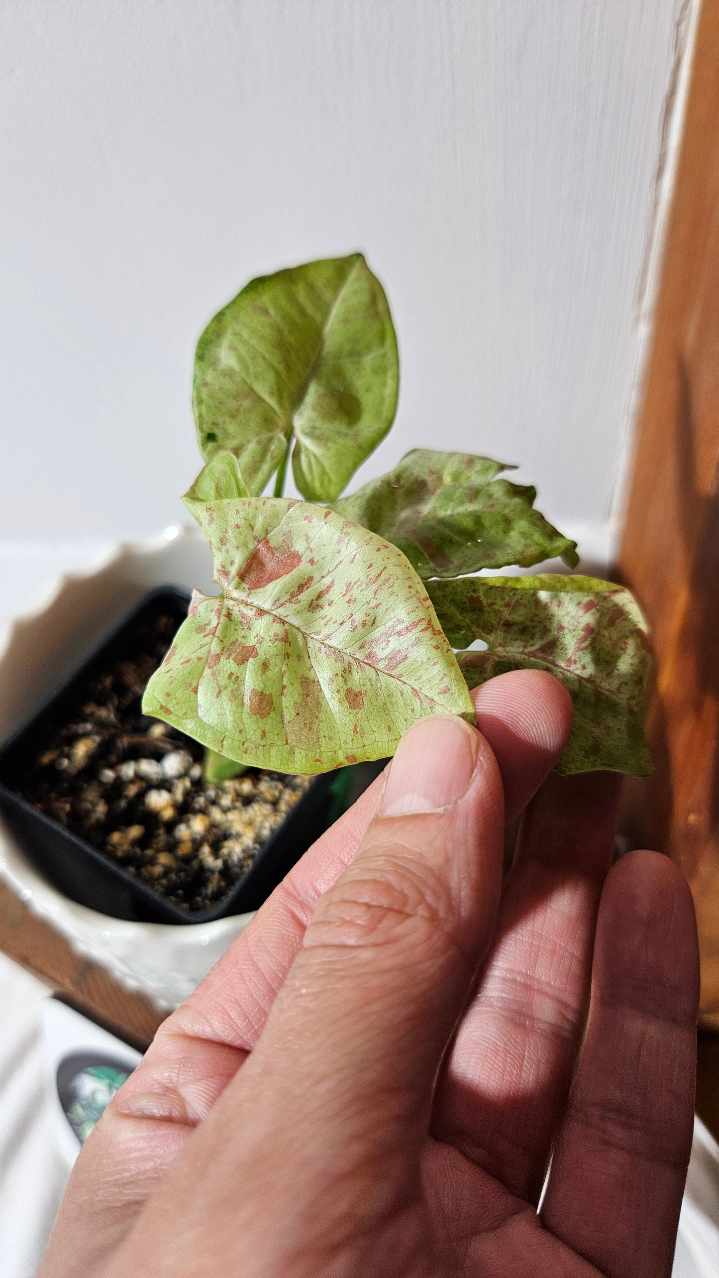 Syngonium Milk Confetti (SYN-454)