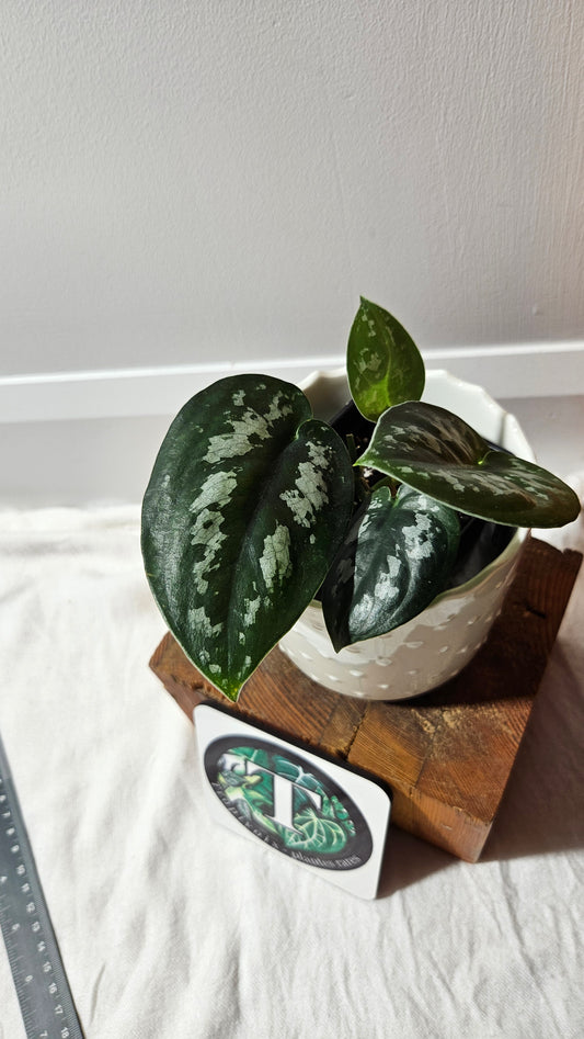 Scindapsus Black Exotica (SCI-1337)