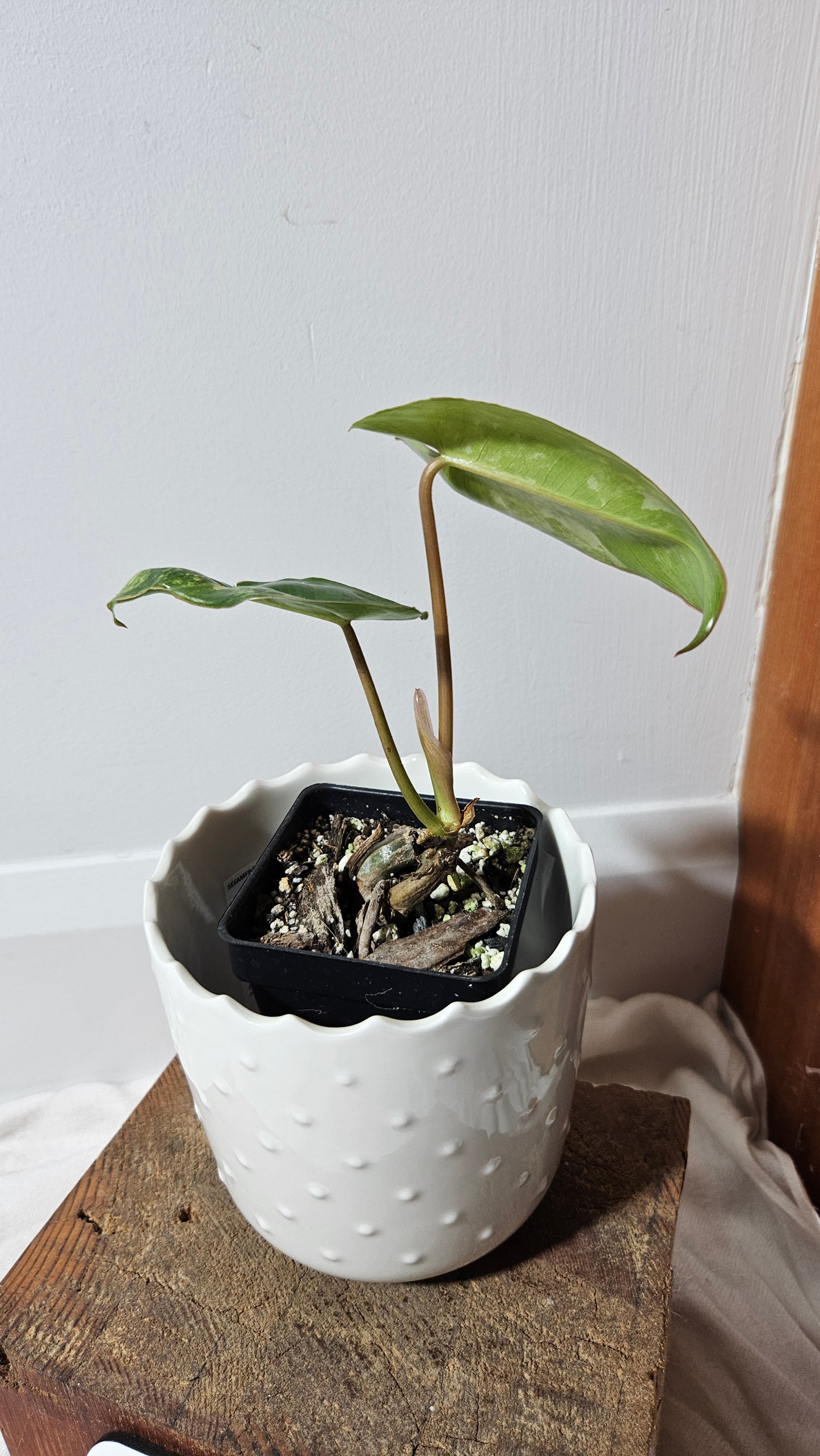 Philodendron Burlemarx Variegata (PHI-571)