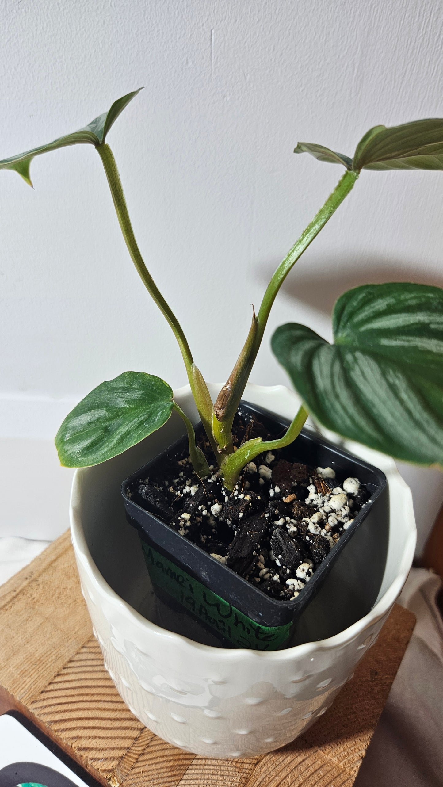 Philodendron Mamei White (PHI-656)