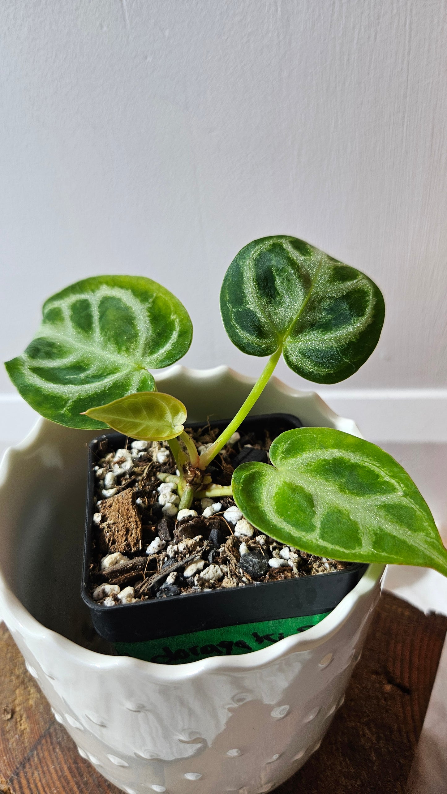 Anthurium Dorayaki Silver "format PETIT"( ANT-582)