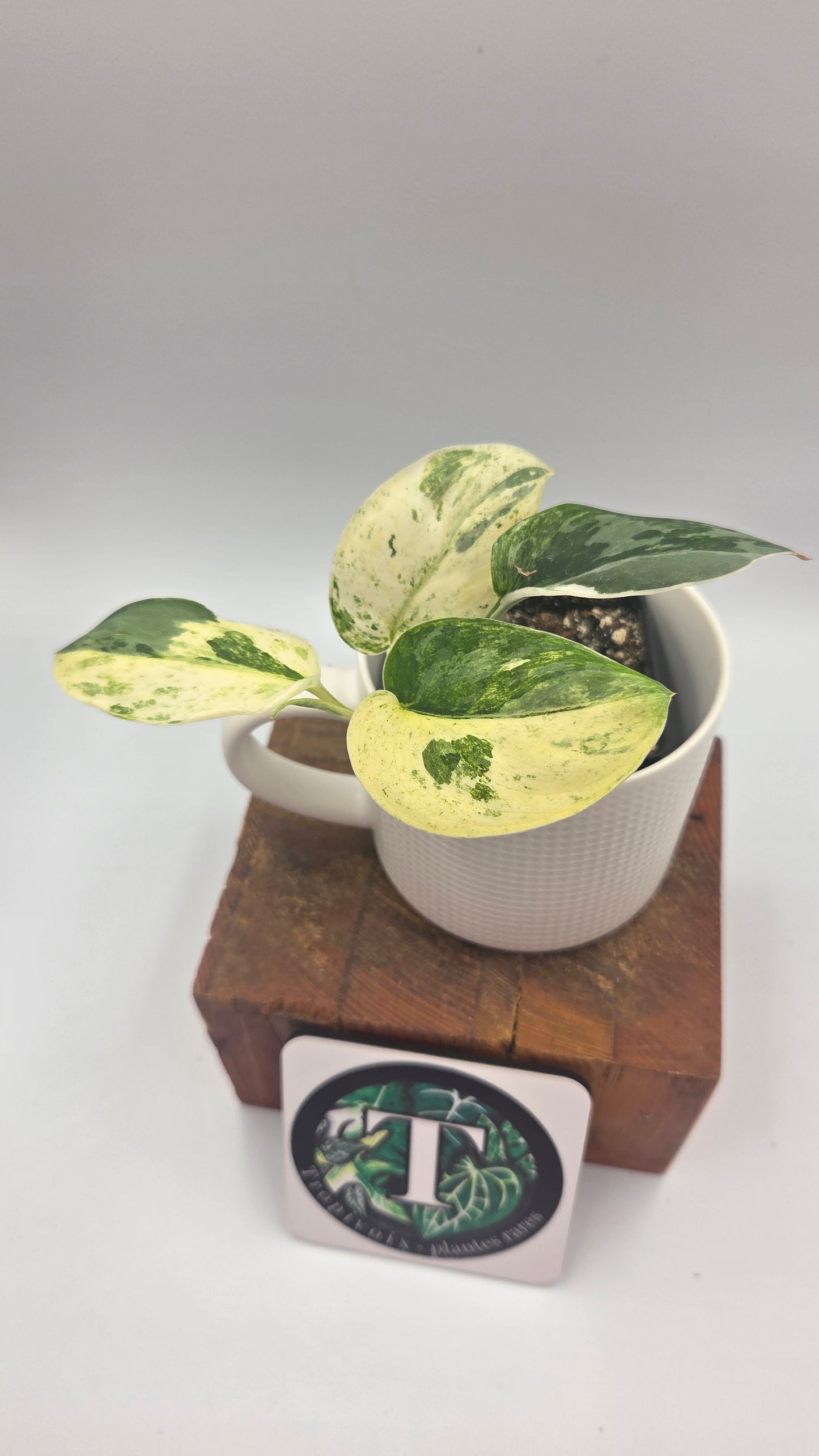 Scindapsus Exotica Salaka Tricolore (SCI-1494)