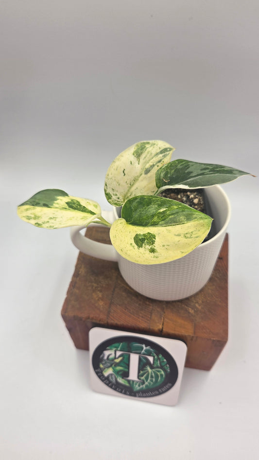 Scindapsus Exotica Salaka Tricolore (SCI-1494)