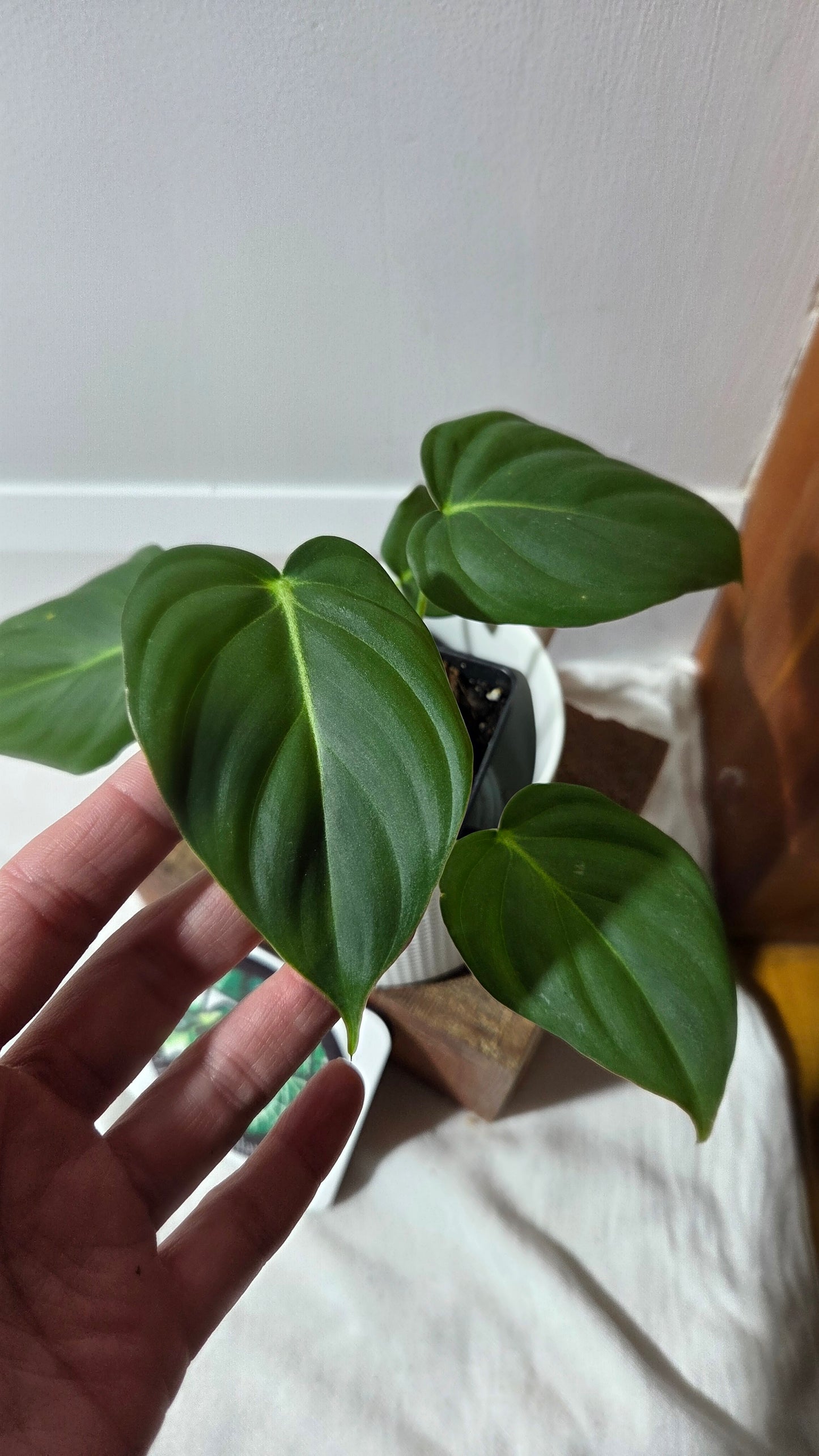Philodendron Dean McDowell (PHI-1004)