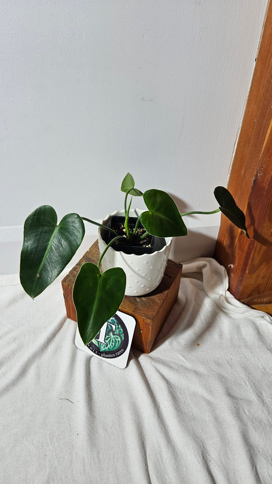Philodendron Ilsemanii Green (PHI-516)