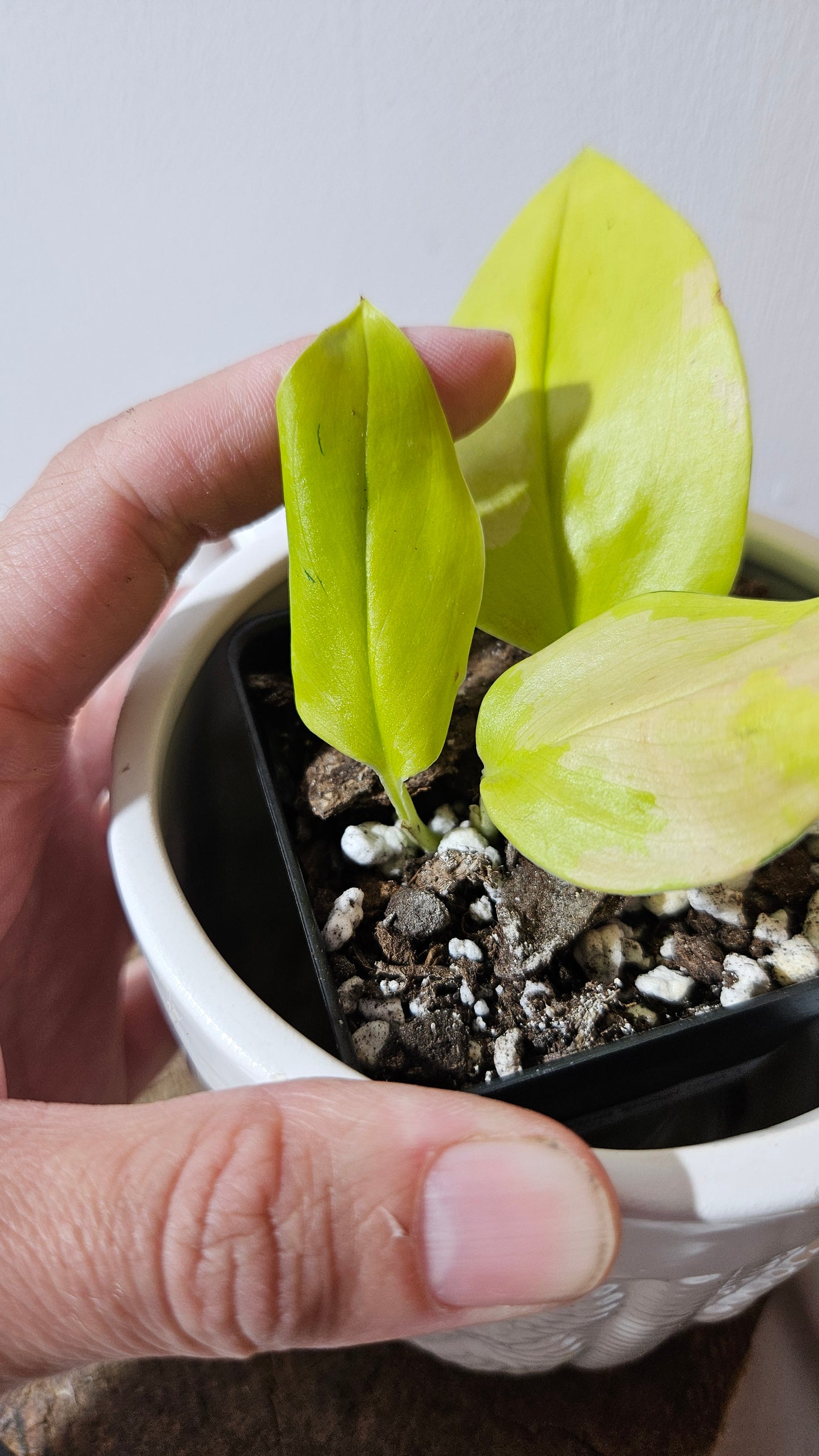 Scindapsus Moonlight Lemon (SCI-1272)