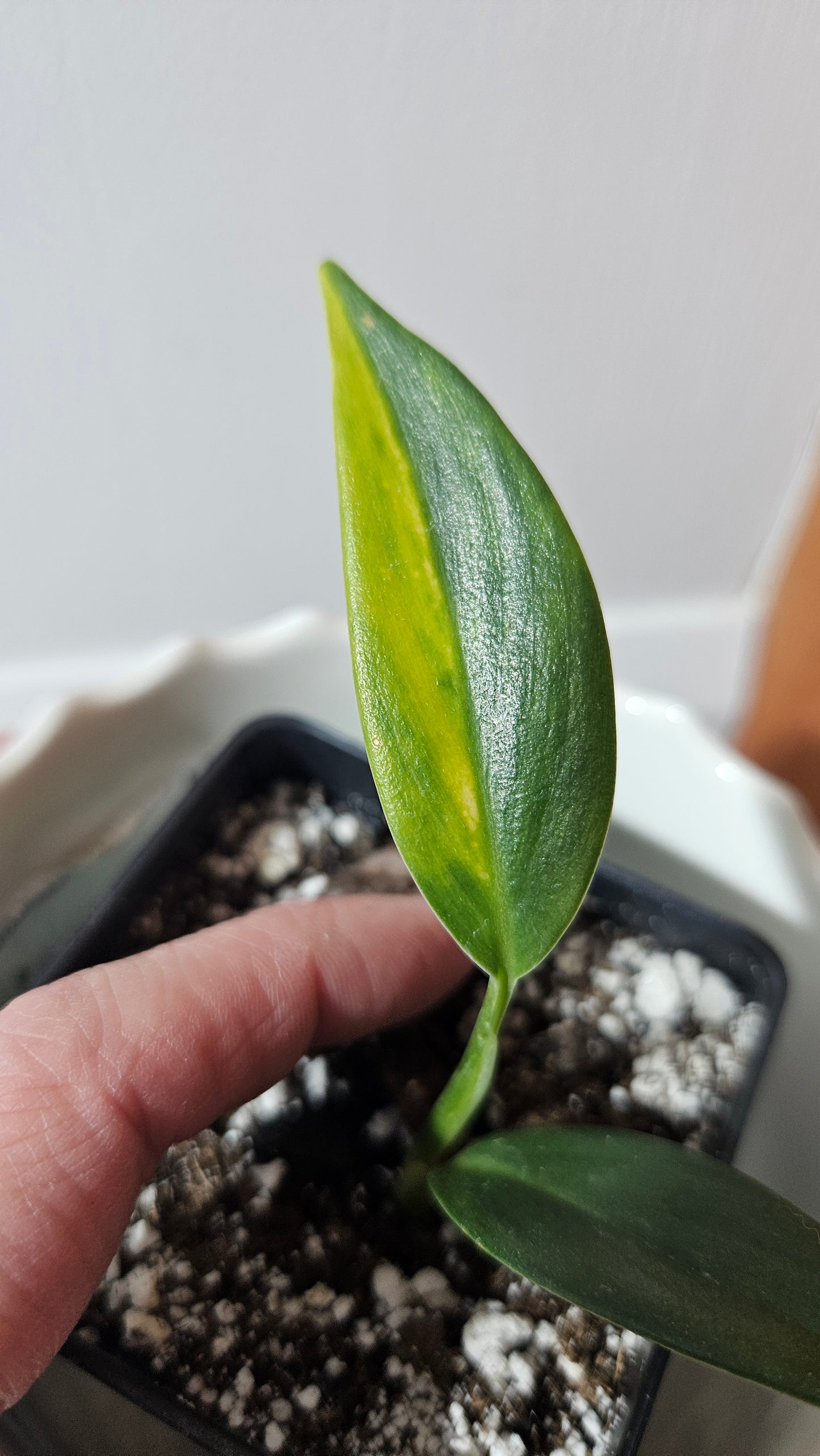 Scindapsus Coriaceus Aurea(SCI-785)