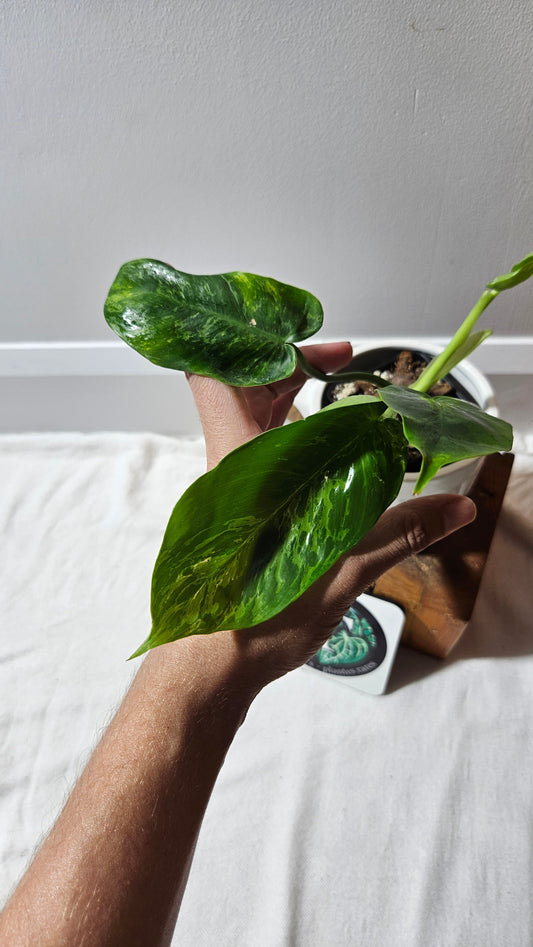 Philodendron Lime fiddle/ Minarum (PHI-909)