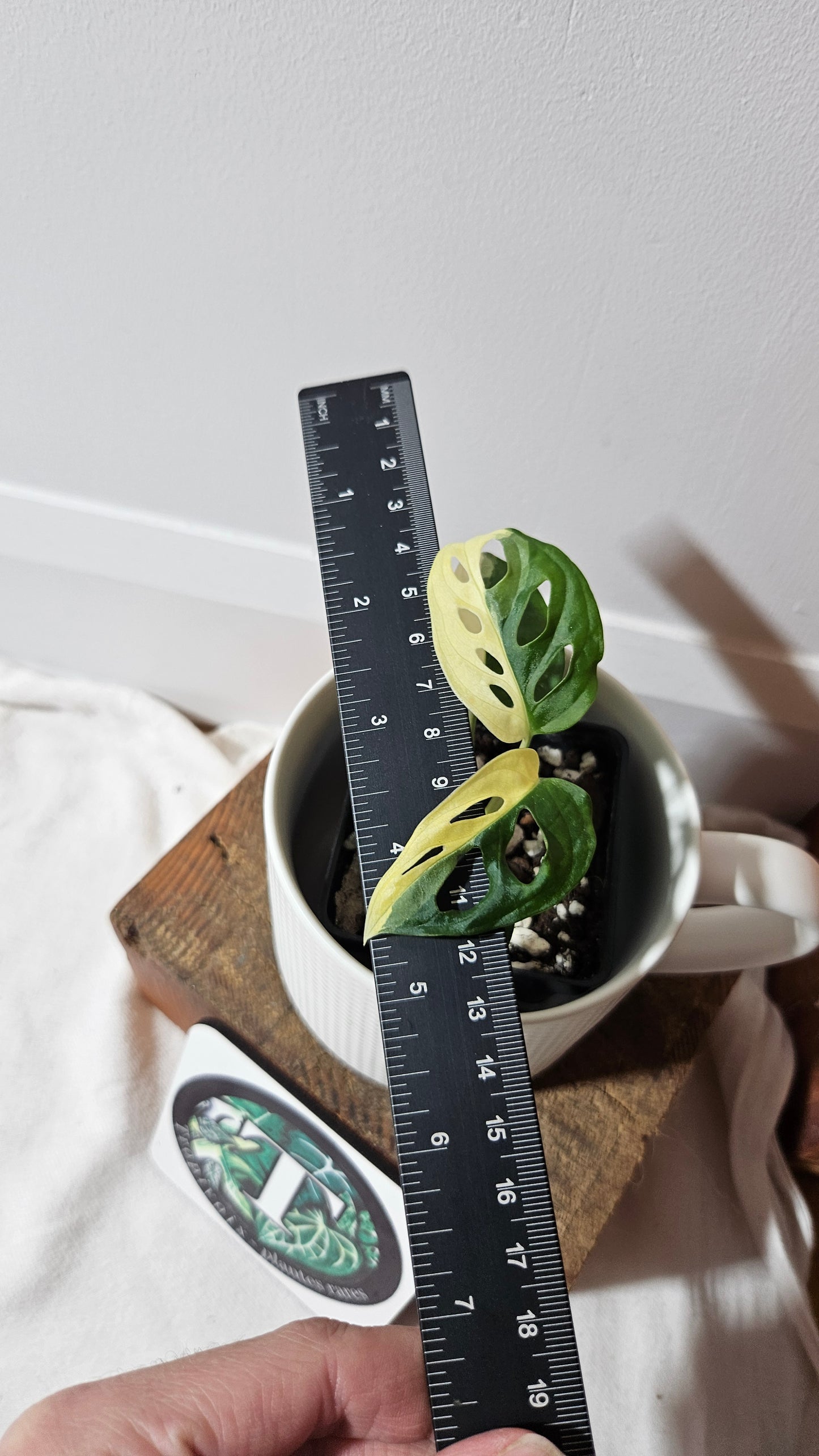 Monstera Andasonii Albo (MON-482)