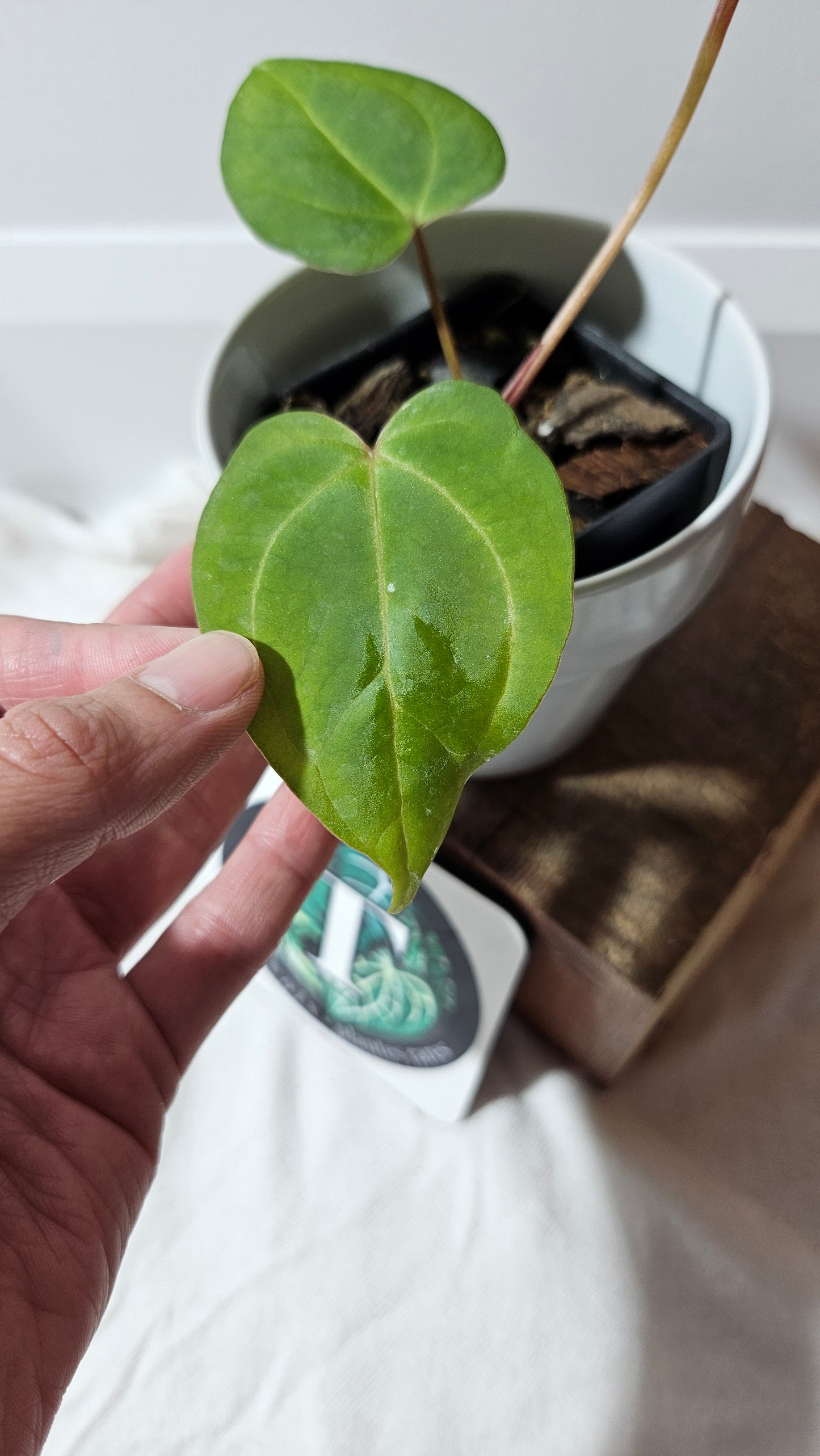 Anthurium  AOS Indo "format SEEDLING" (ANT-181)