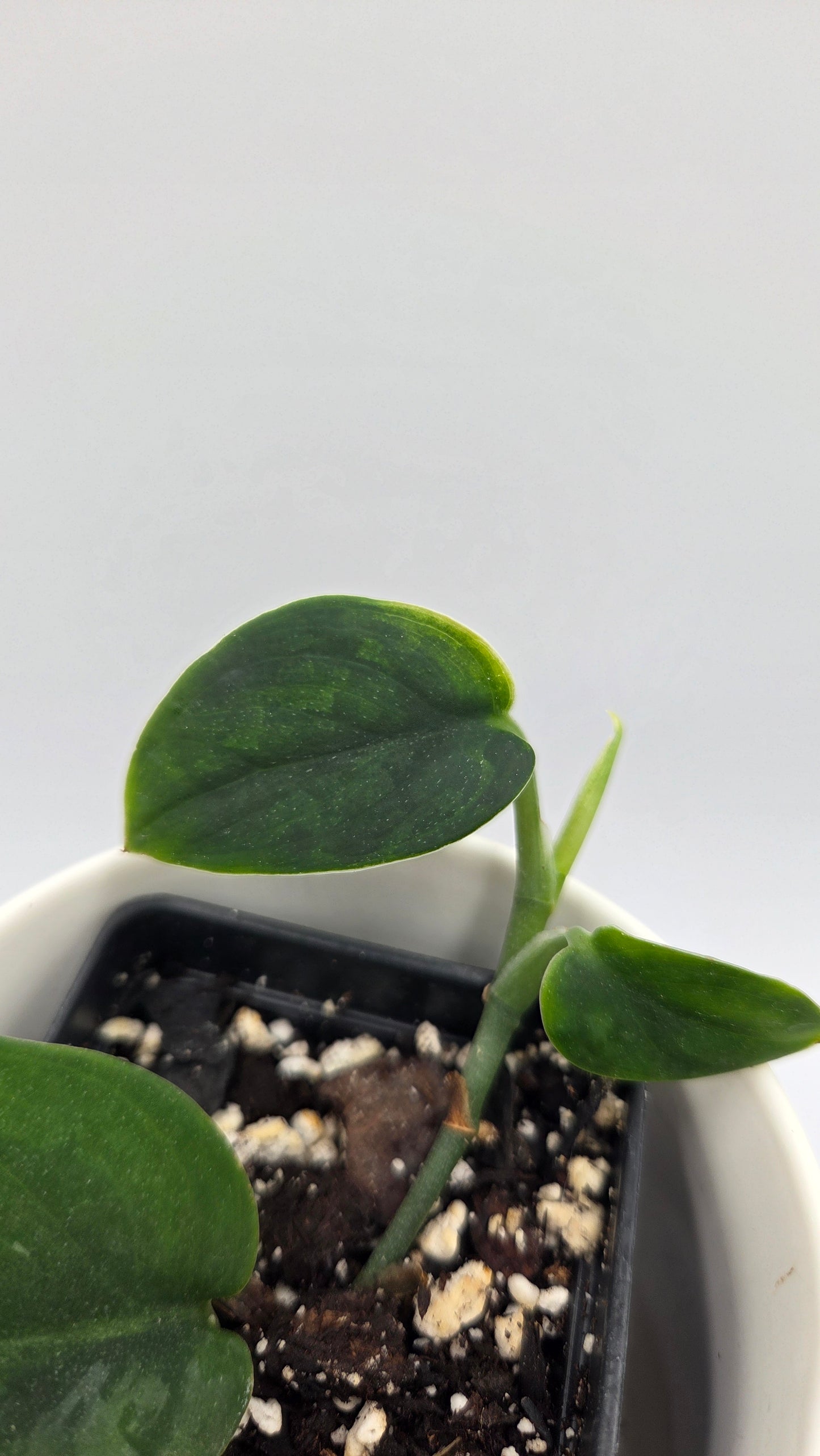 Scindapsus Blurik (SCI-1296)