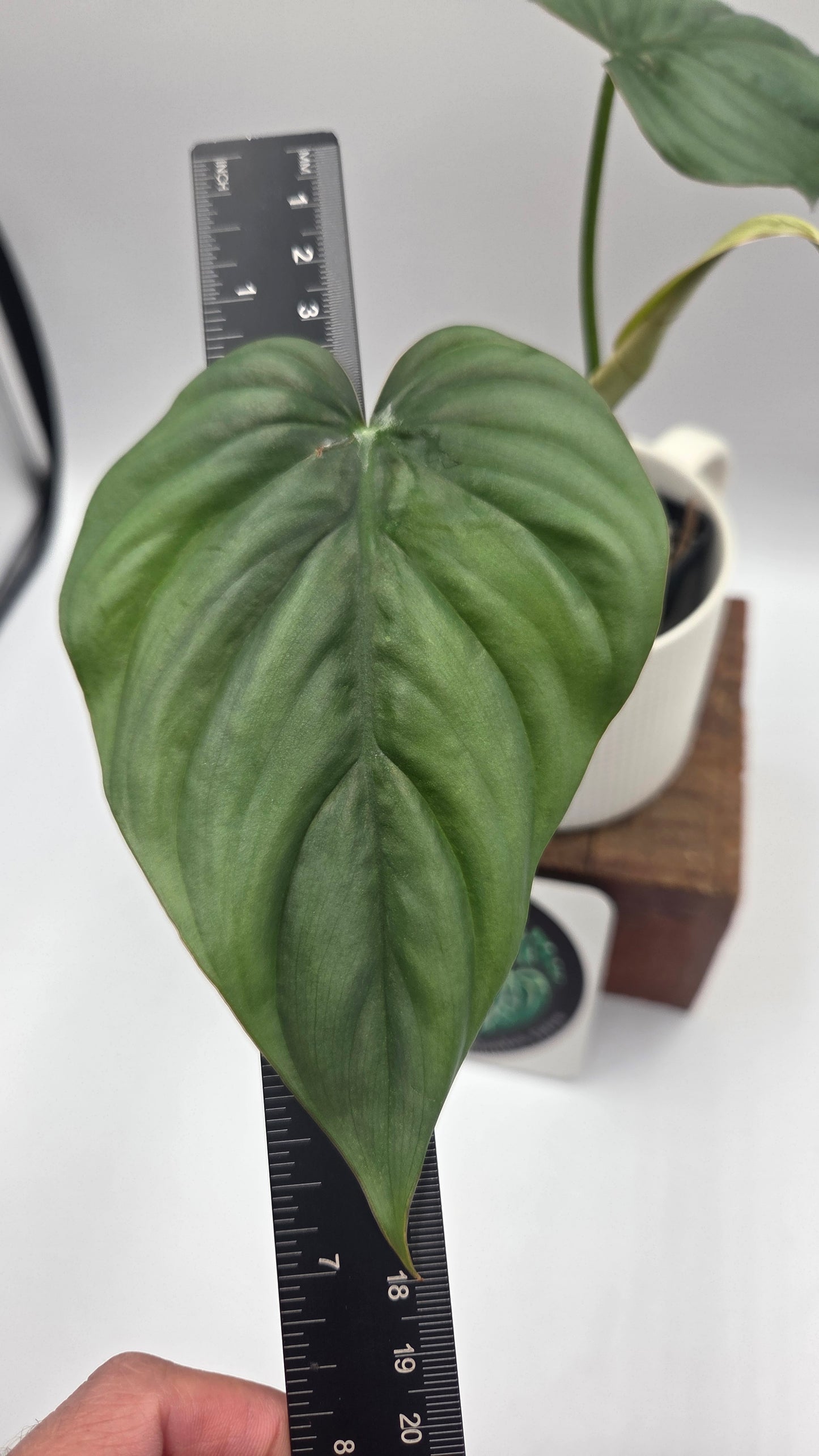 Philodendron Aff Colombia Platinum (PHI-1071)