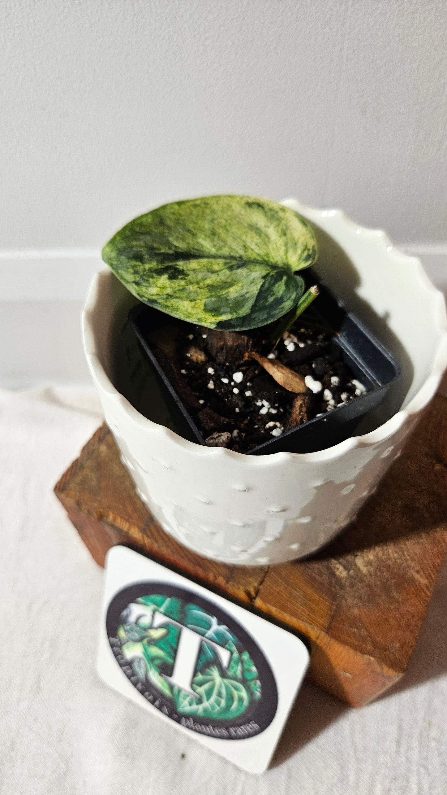 Scindapsus Silver Cloud mutation (SCI-998)