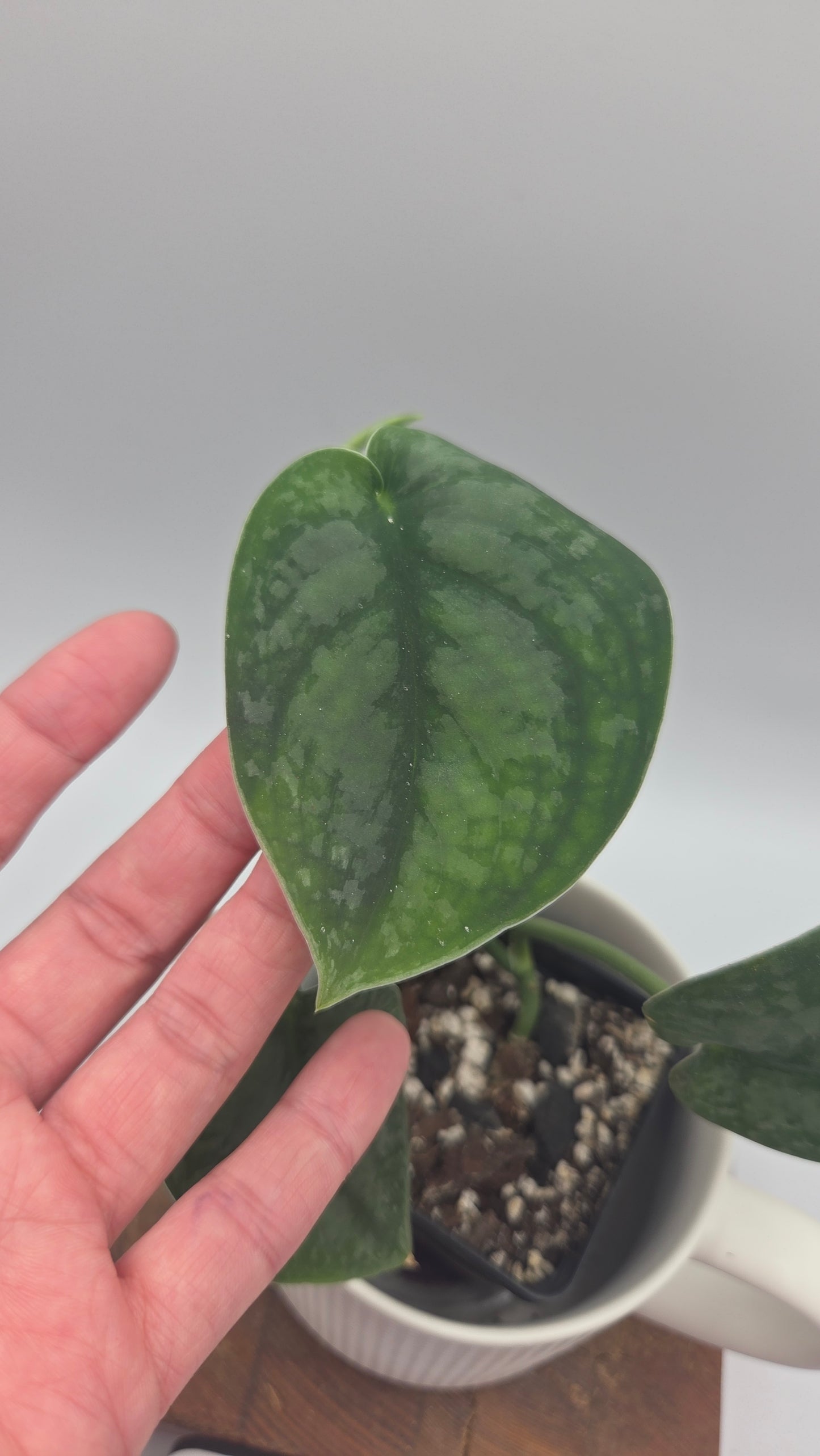 Scindapsus Dark Splash Bornéo (SCI-1019)
