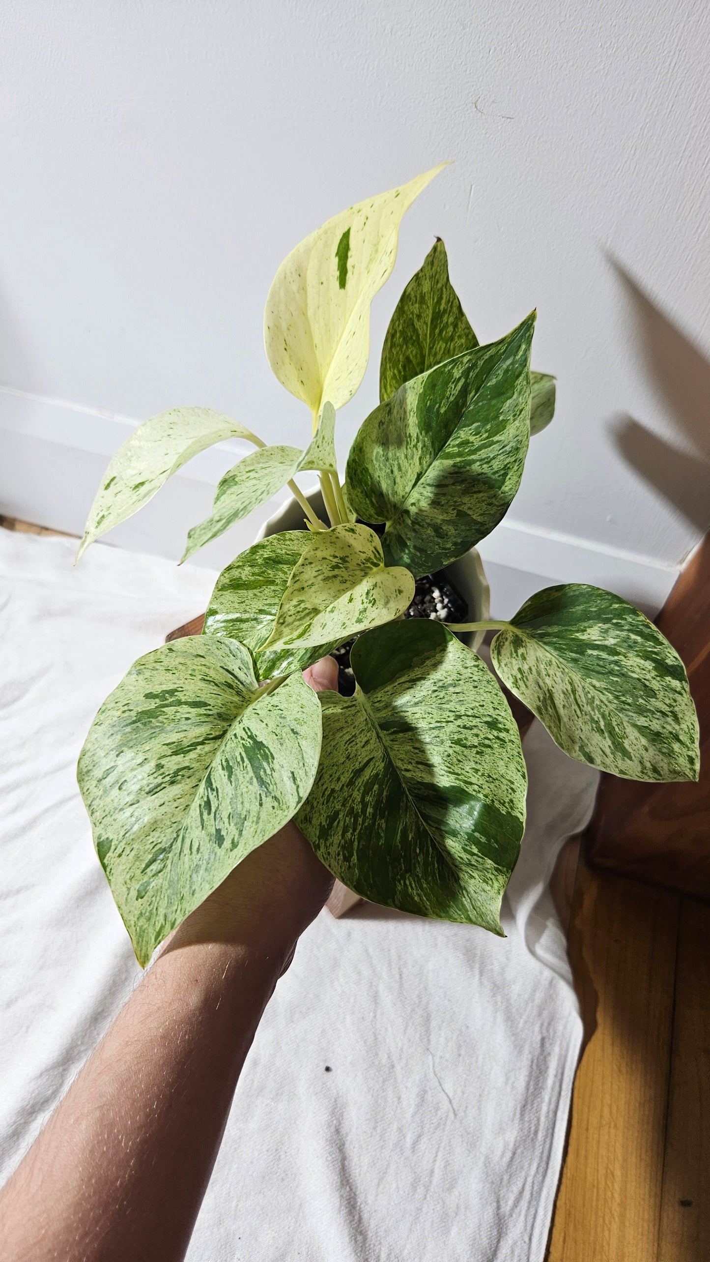 Epipremnum Aureum Marble Queen "version Snow Queen" Mature (EPI-193)