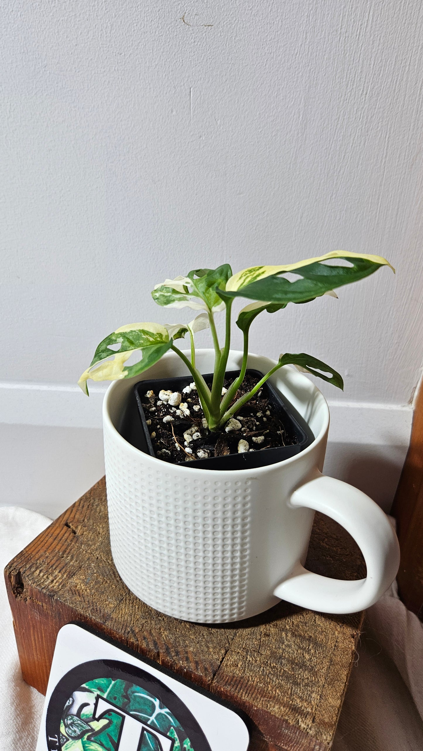 Monstera Andasonii Tricolore (MON-480)