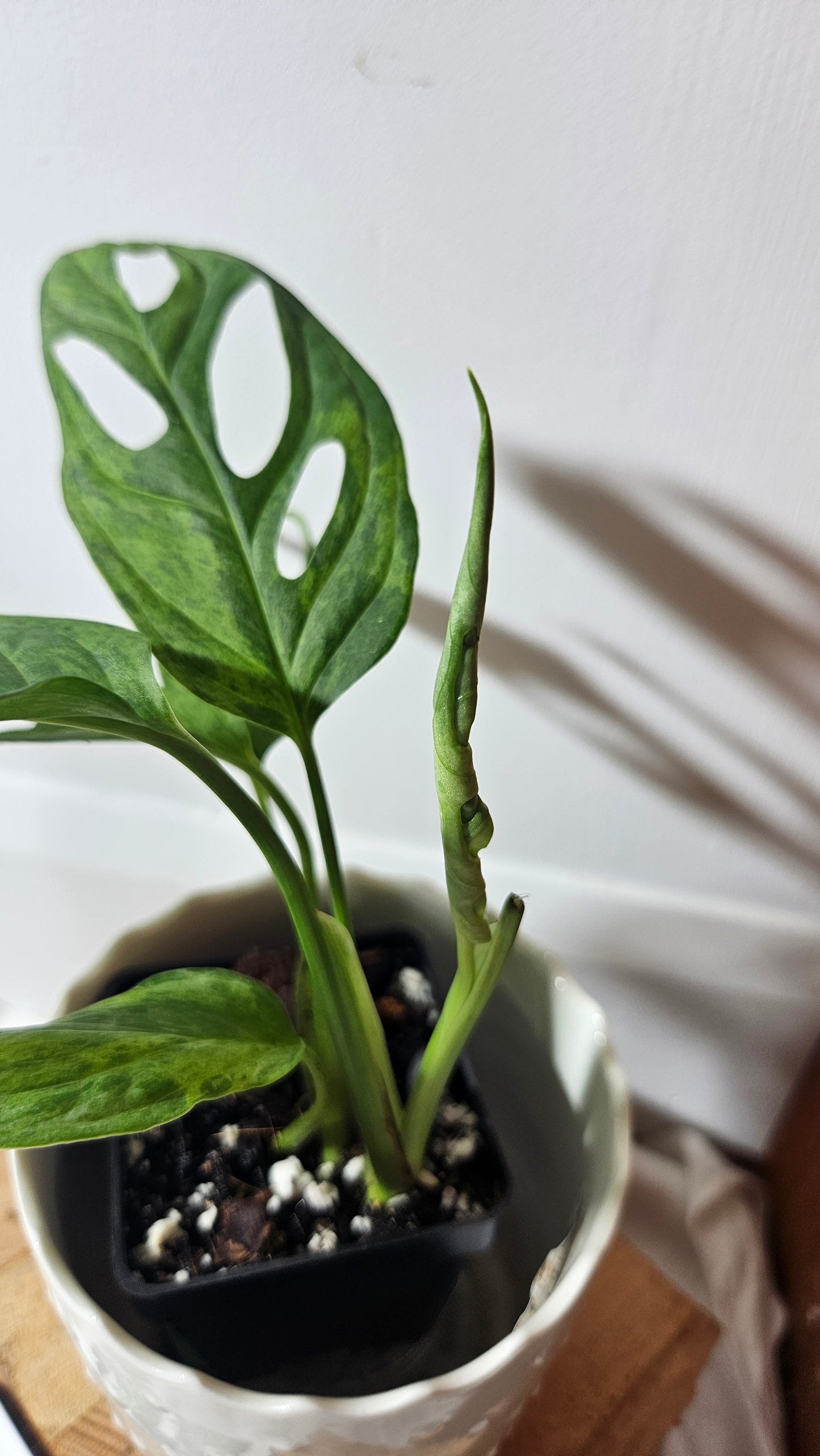 Monstera Andasonii Mint/Indo (MON-351)