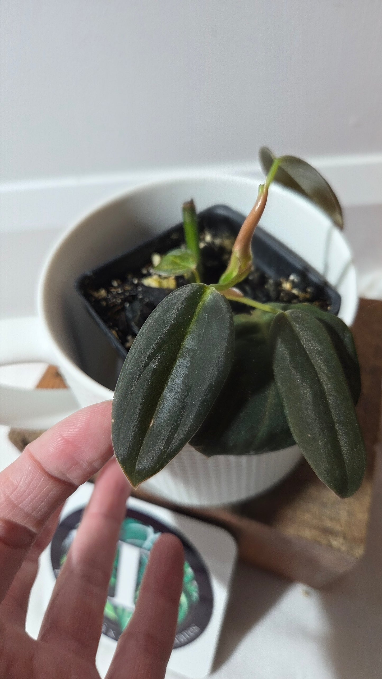 Philodendron Gigas (PHI-970)