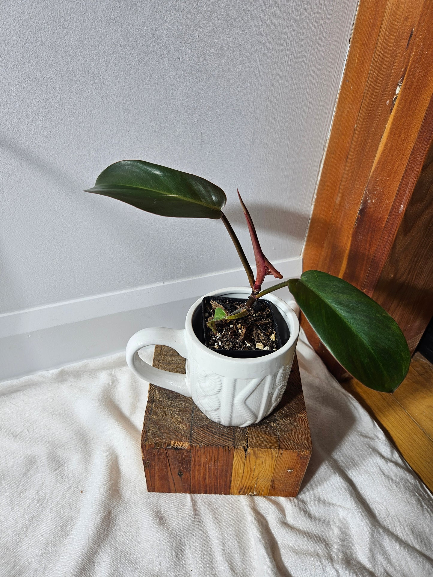 Philodendron Florida Bronze (PHI-362)