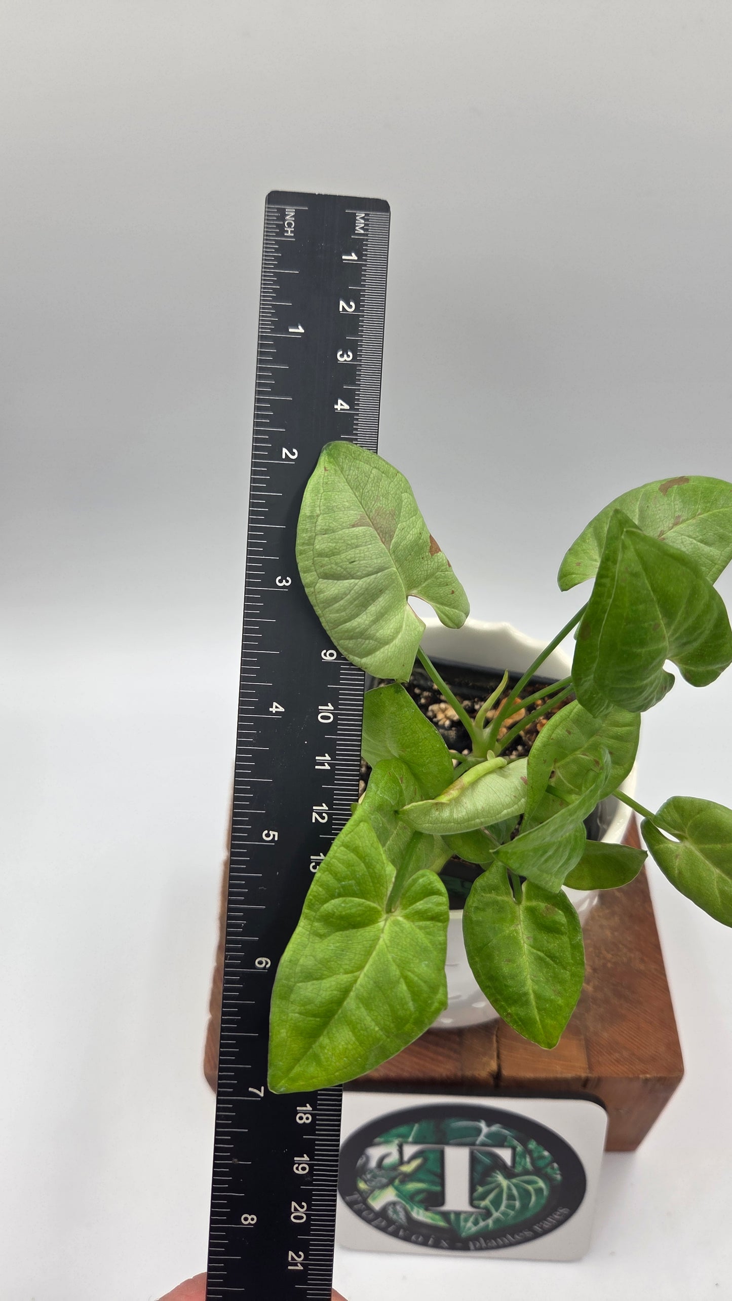 Syngonium Milk Confetti (SYN-500)
