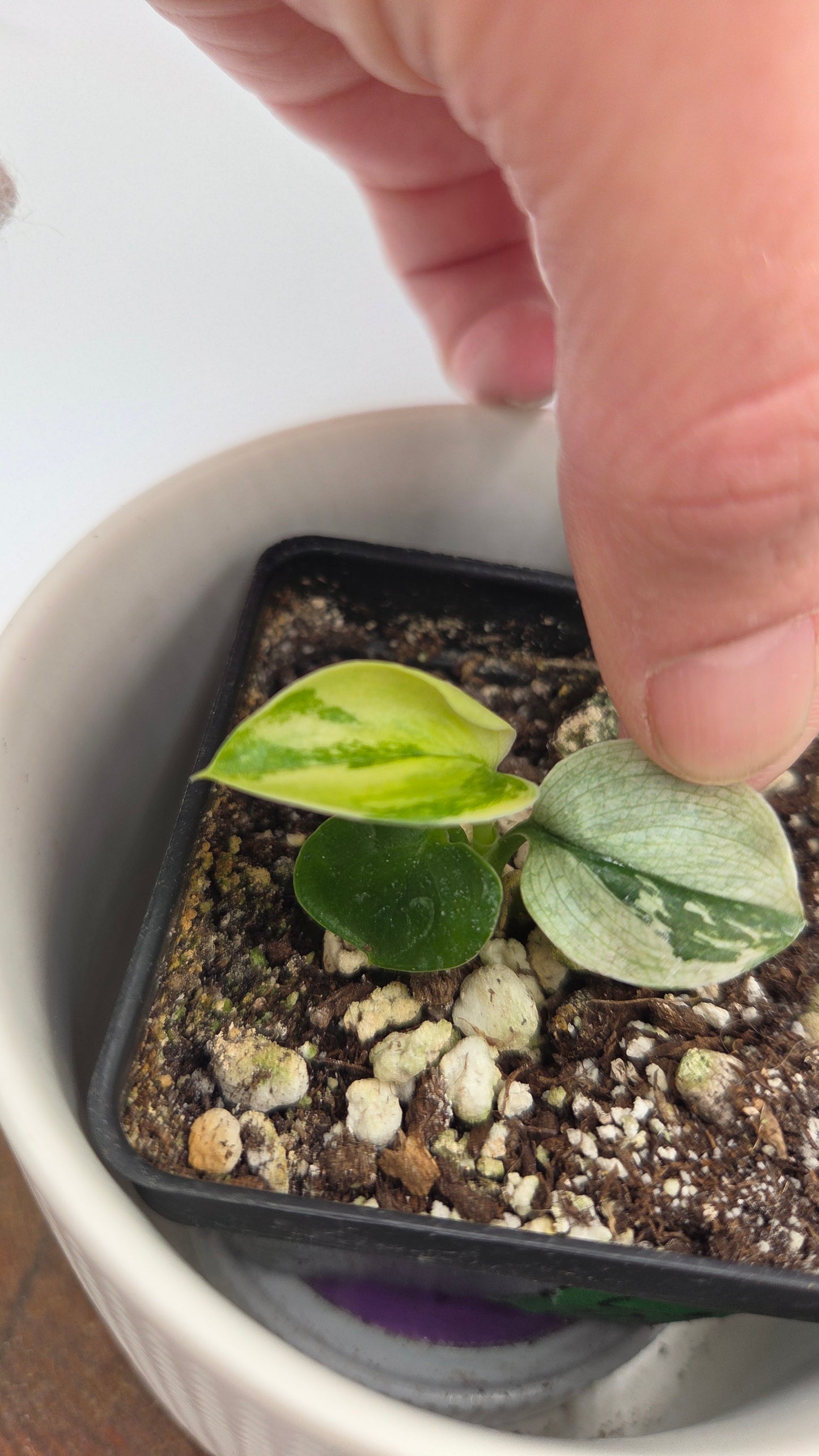 Scindapsus Moonlight Mint (SCI-873)