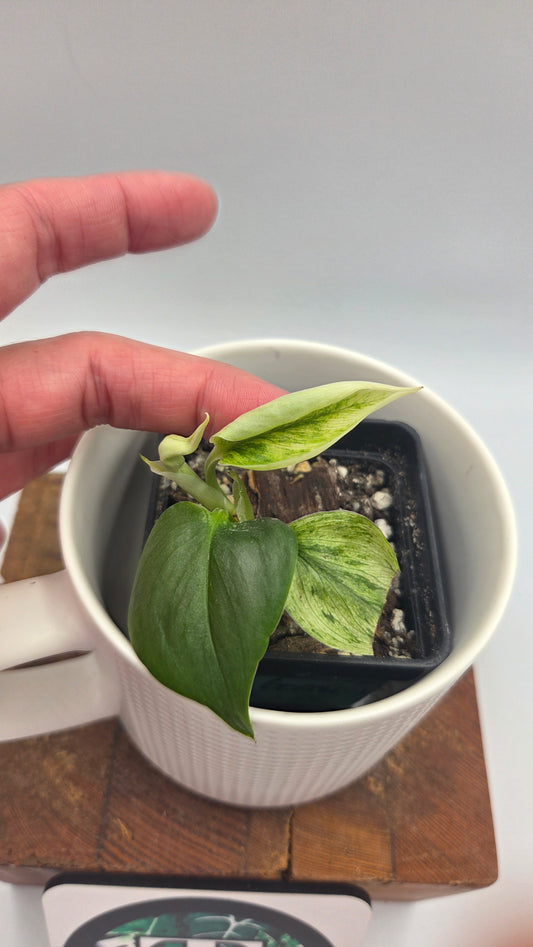 Scindapsus Treubii Bornéo Mint (SCI-875)