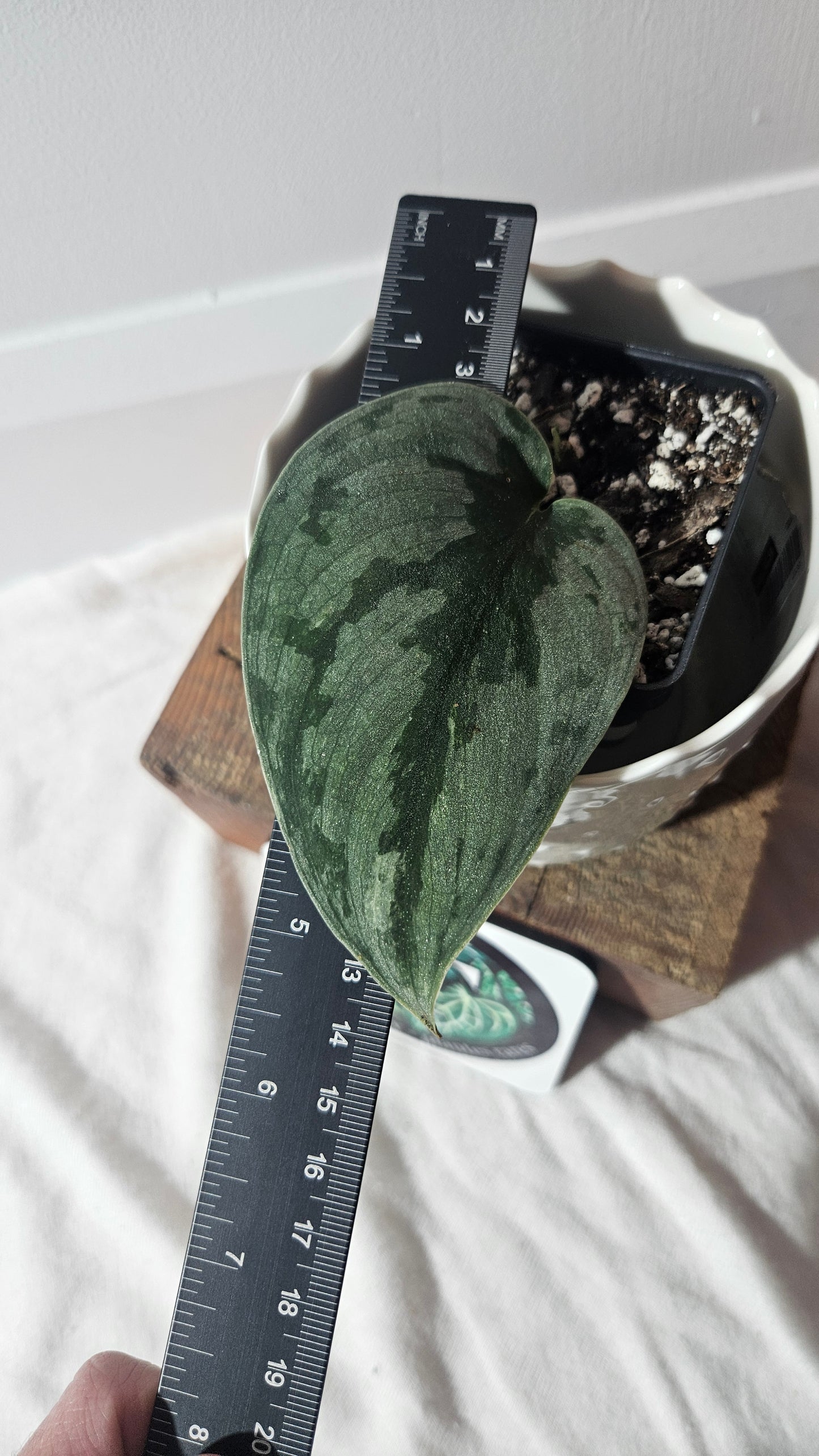 Scindapsus Sparkling Bornéo (SCI-924)