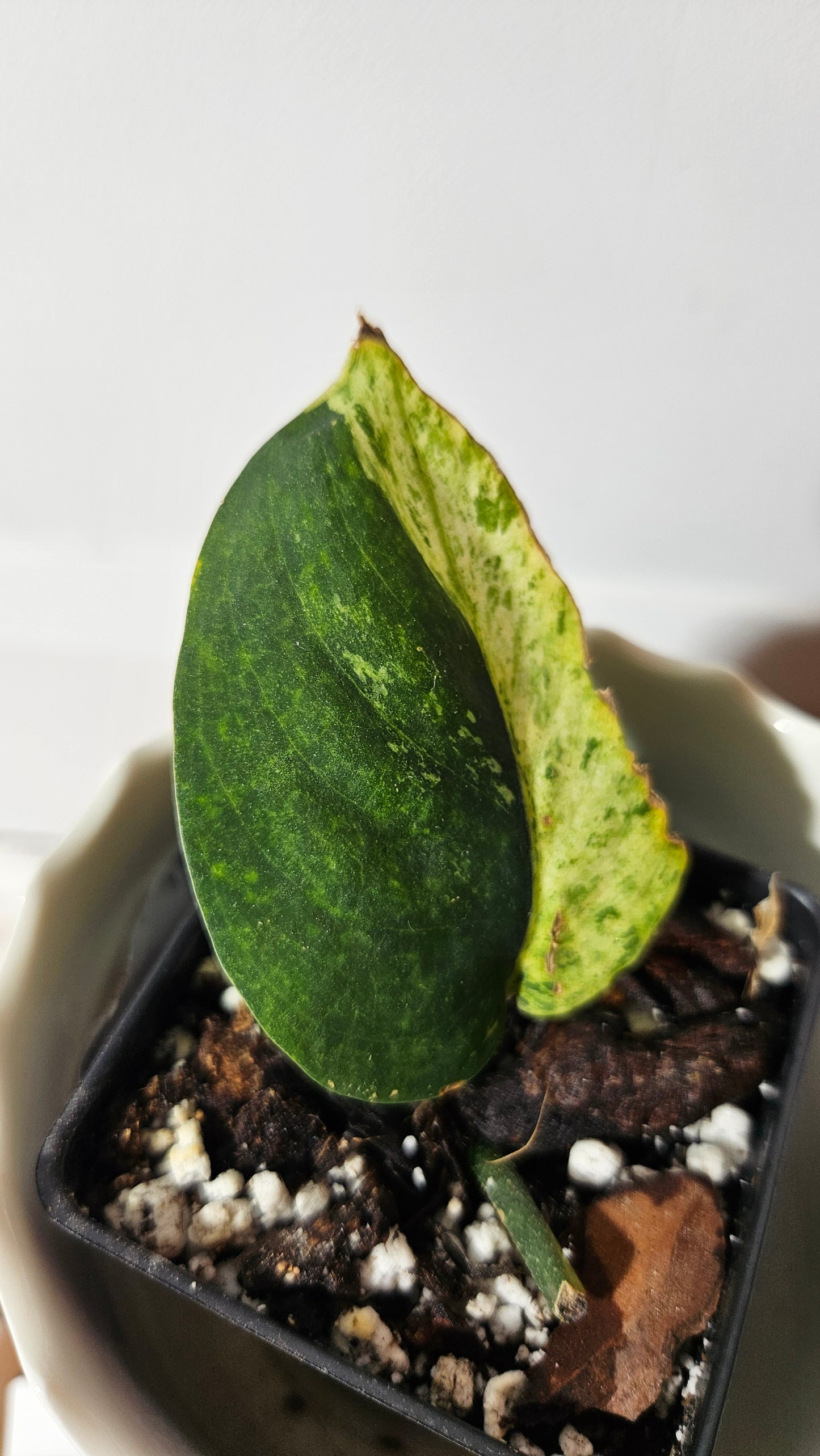 Scindapsus Léopard Variegata (SCI-610)