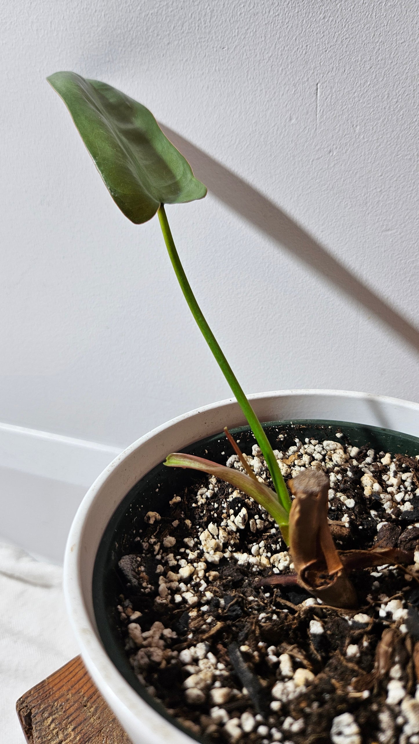 Philodendron Atabenpoense (PHI-944)