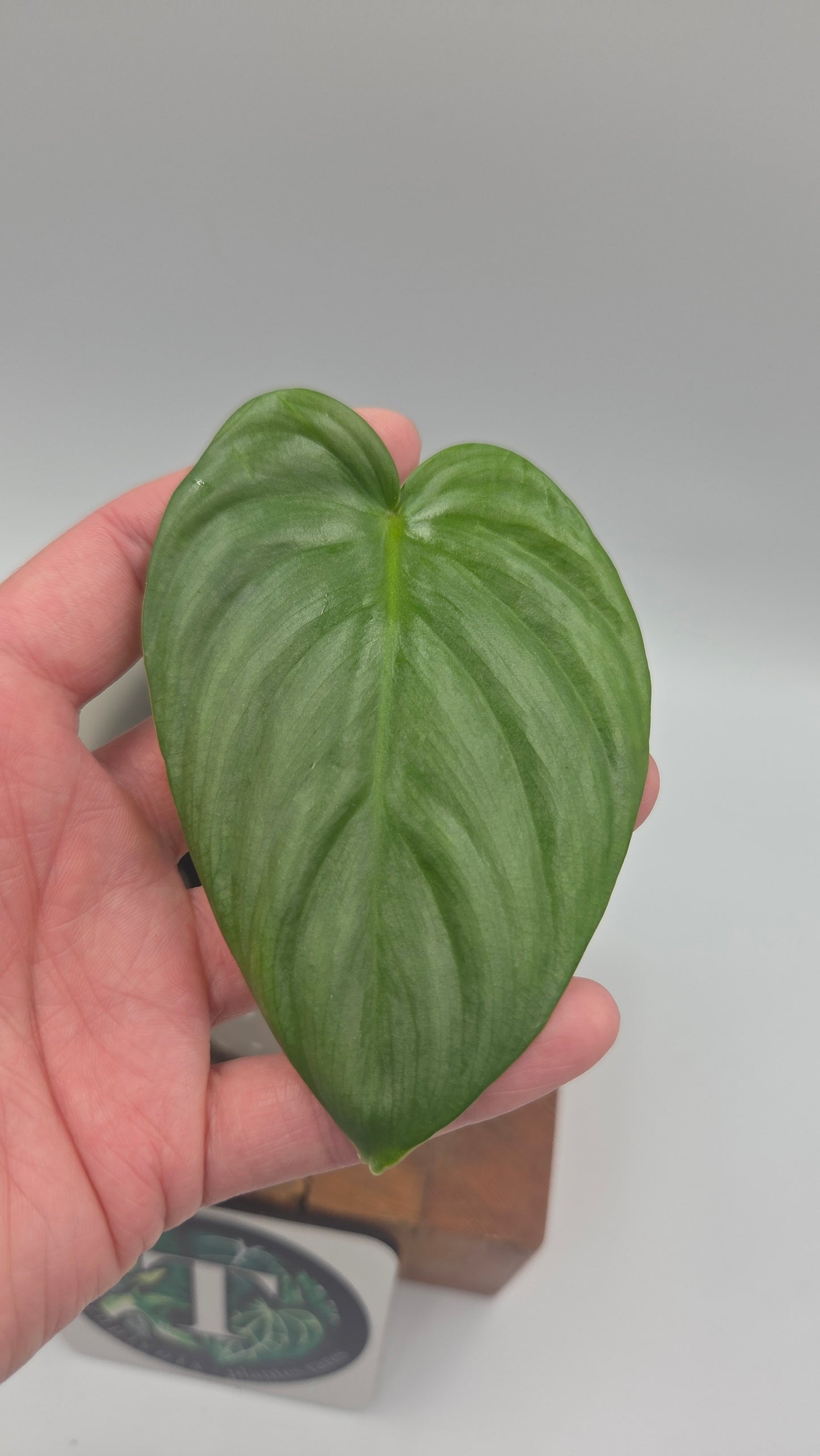 Philodendron Pastazanum Platinum (PHI-827)