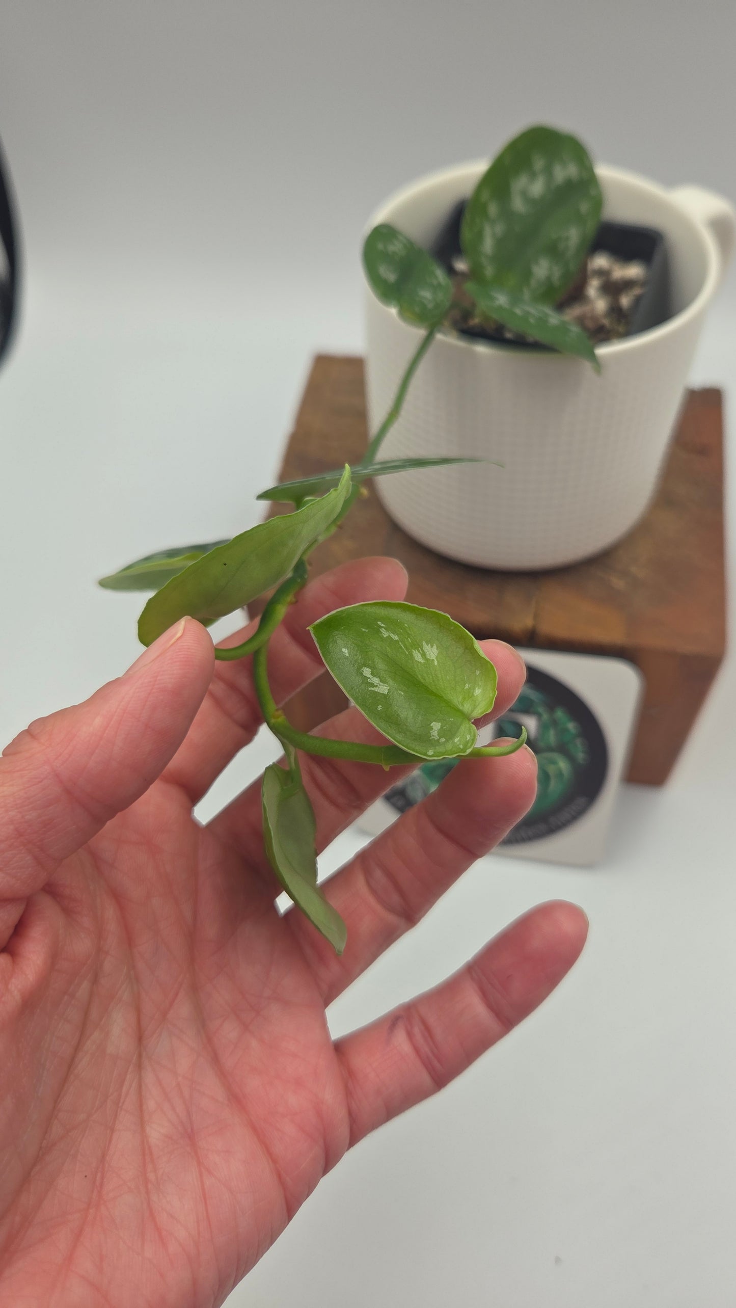 Scindapsus Black Exotica (SCI-1332)