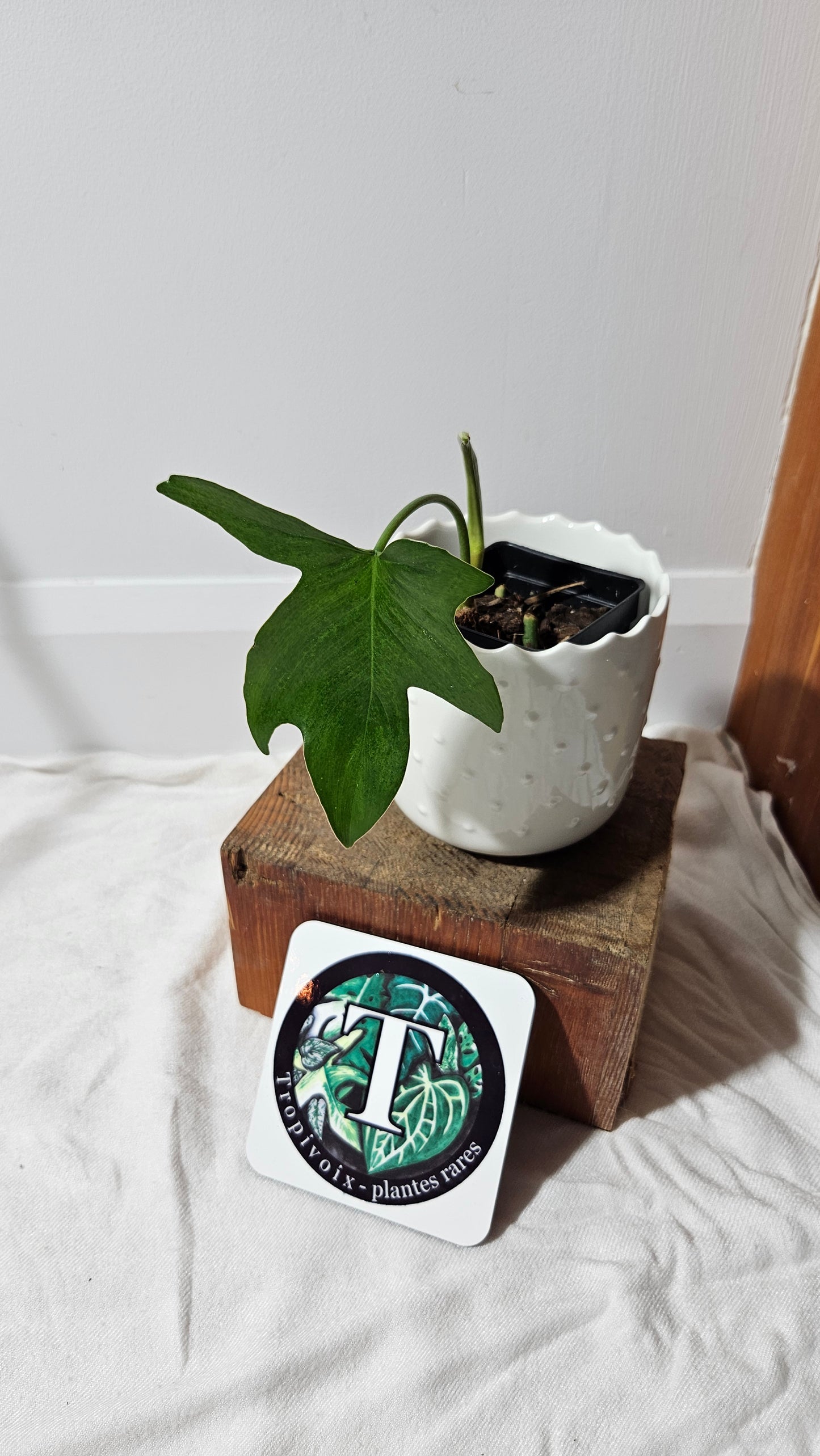 Philodendron Gladhands (PHI-545)