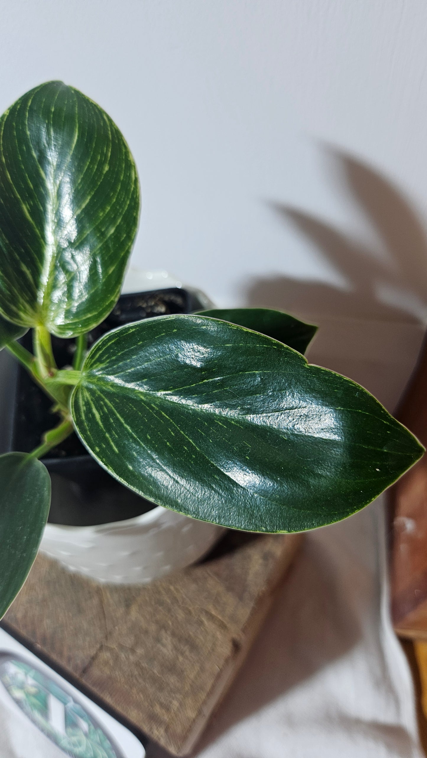 Philodendron Birkin (PHI-608)