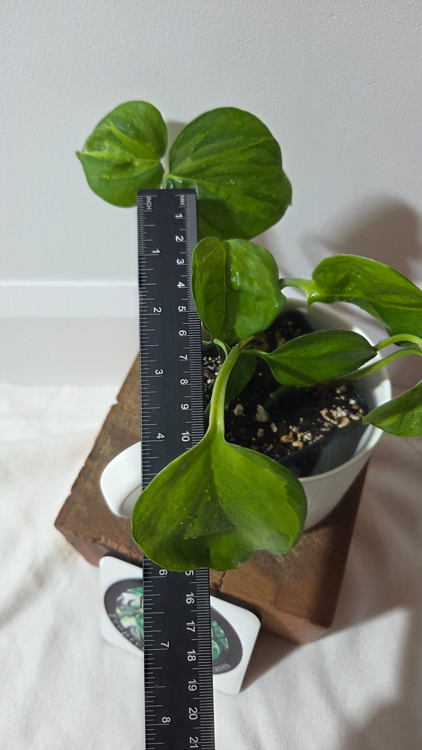 Epipremnum Aureum Manjula yellow/Olivia/Mint (EPI-176)