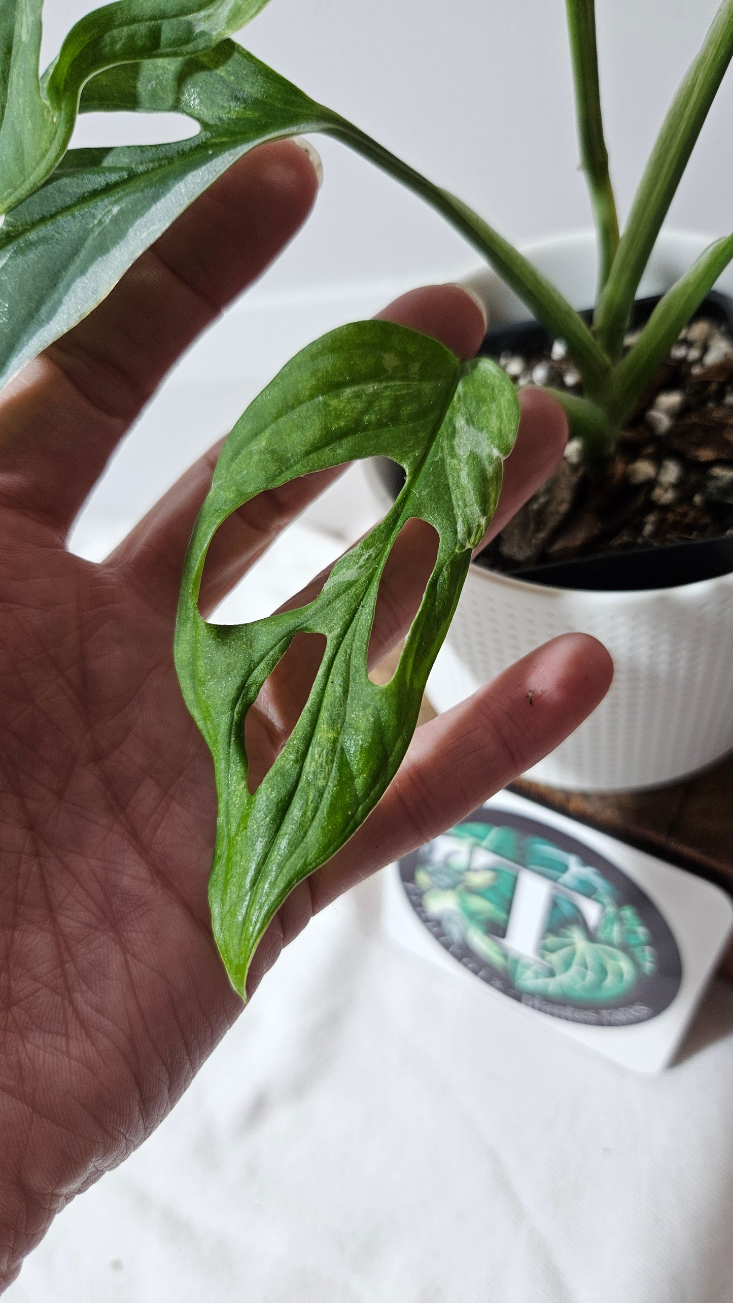 Monstera Andasonii Mint/Indo (MON-484)