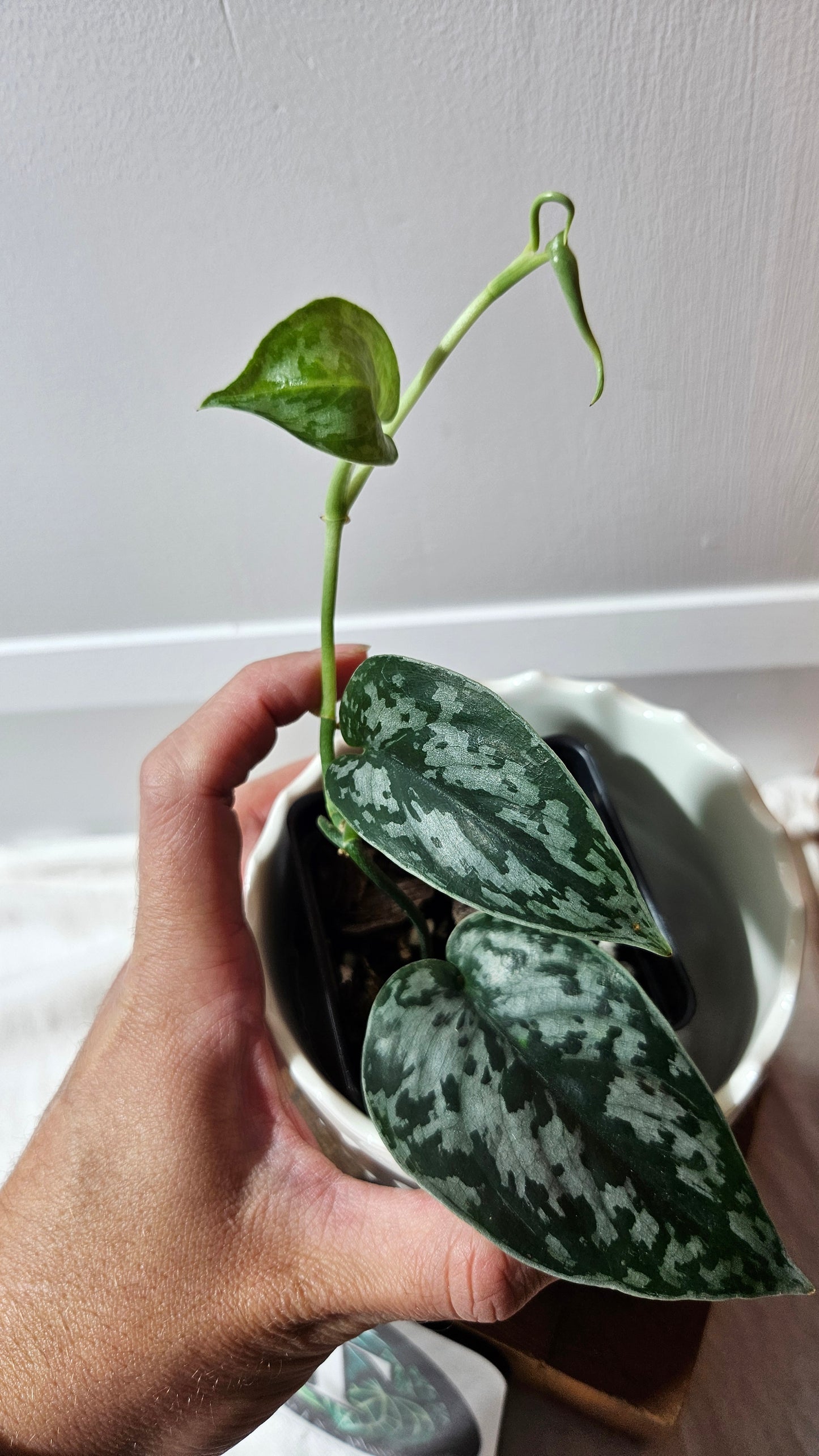 Scindapsus Black Exotica (SCI-1334)