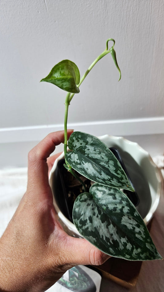 Scindapsus Black Exotica (SCI-1334)