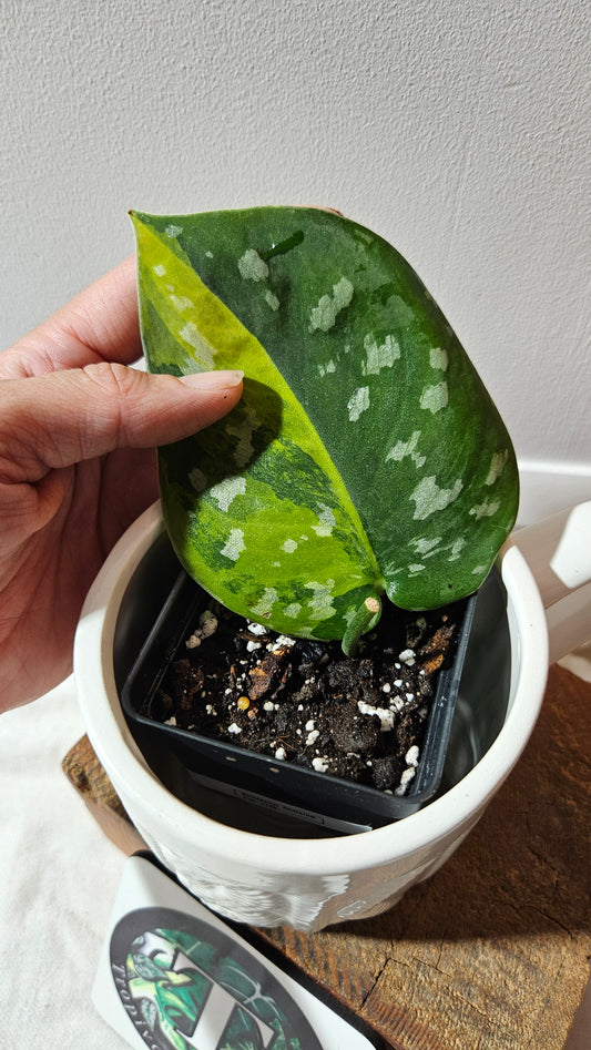 Scindapsus Sentarum (SCI-1130)