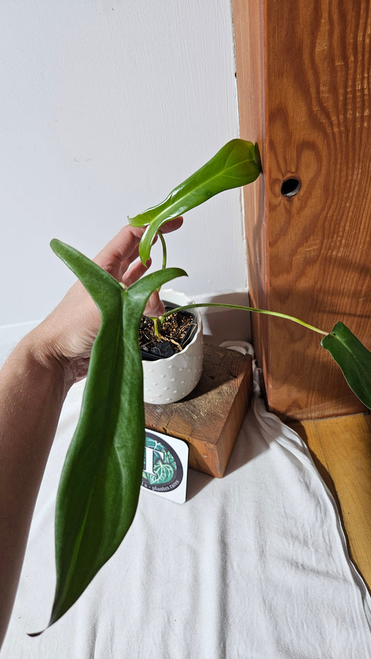 Philodendron Longilobatum (PHI-341)