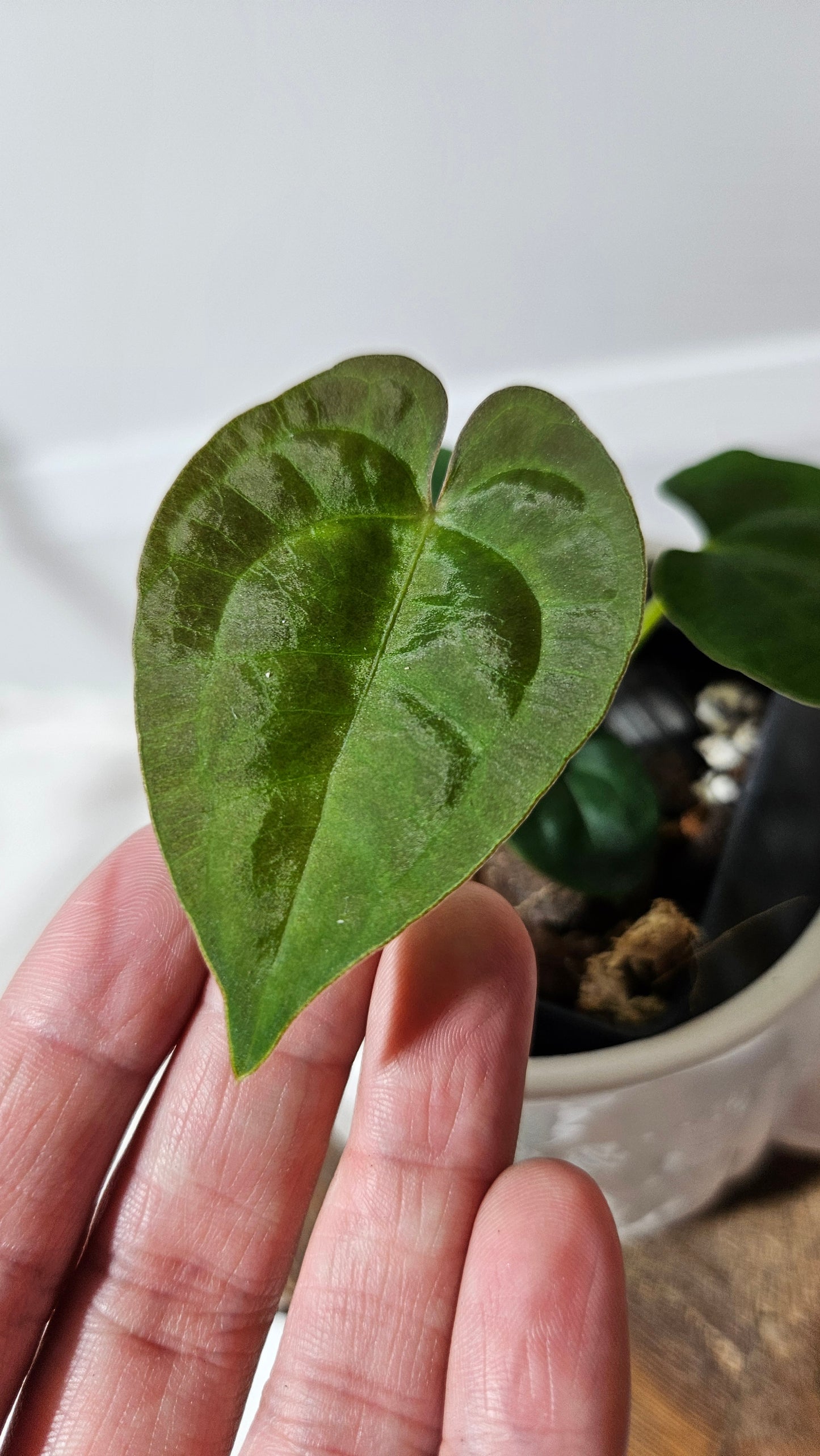 Anthurium  Papillilaminum (provenant d'équateur) "format SEEDLING" (ANT-186)